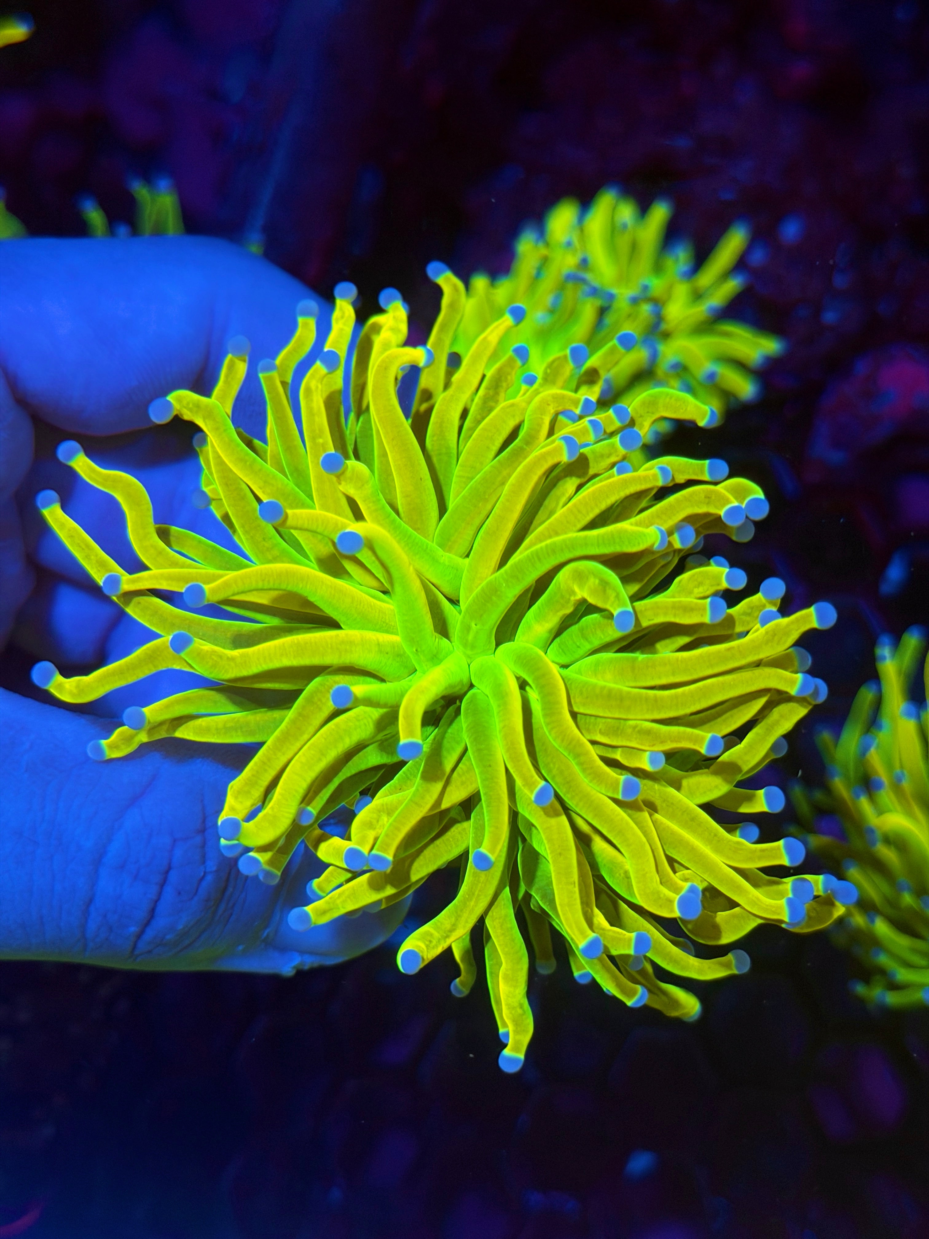 JEA Holy Grail Torch Coral 1 XL Head Splitting 12/1