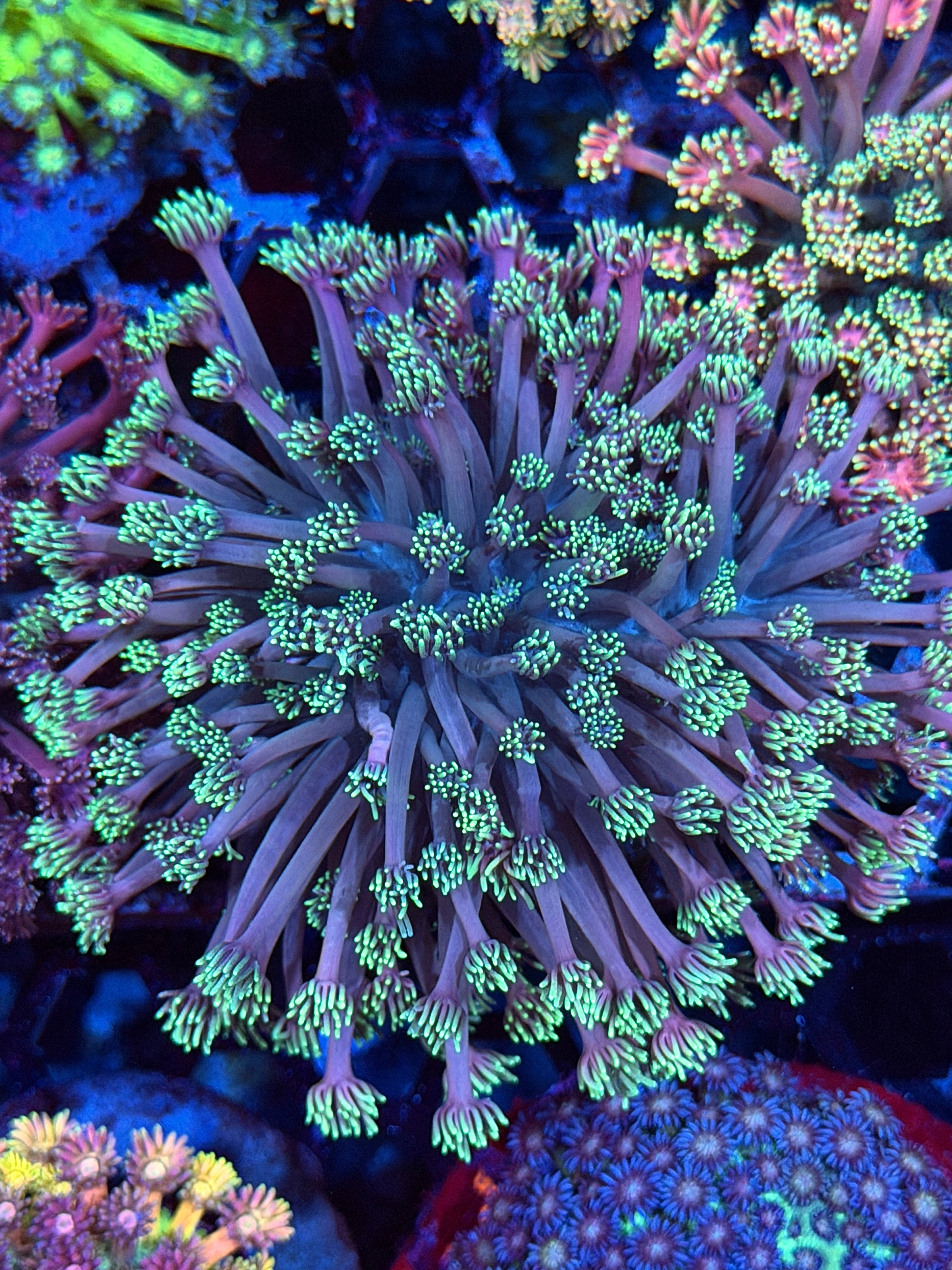 JEA Spyro Goniopora Coral Colony XXL
