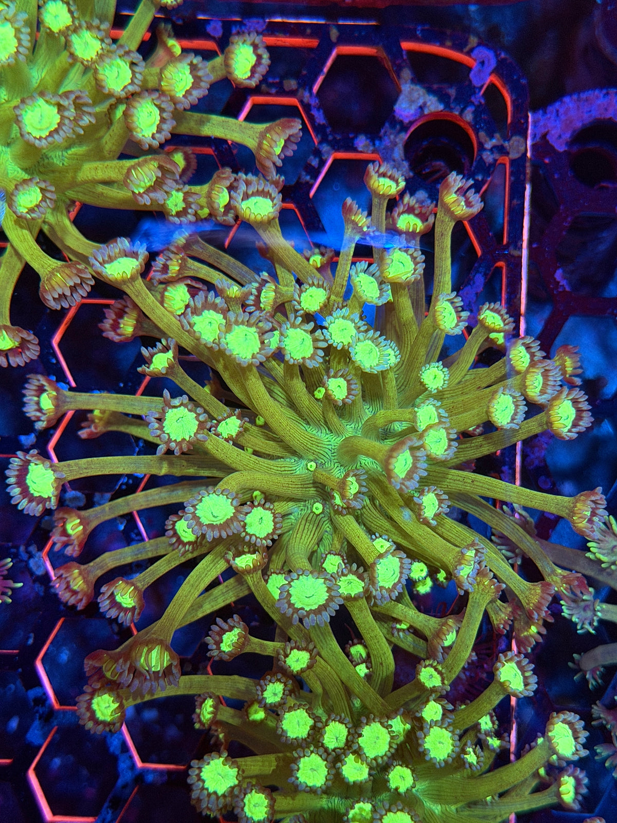 JEA Bioshock Goniopora Coral XL