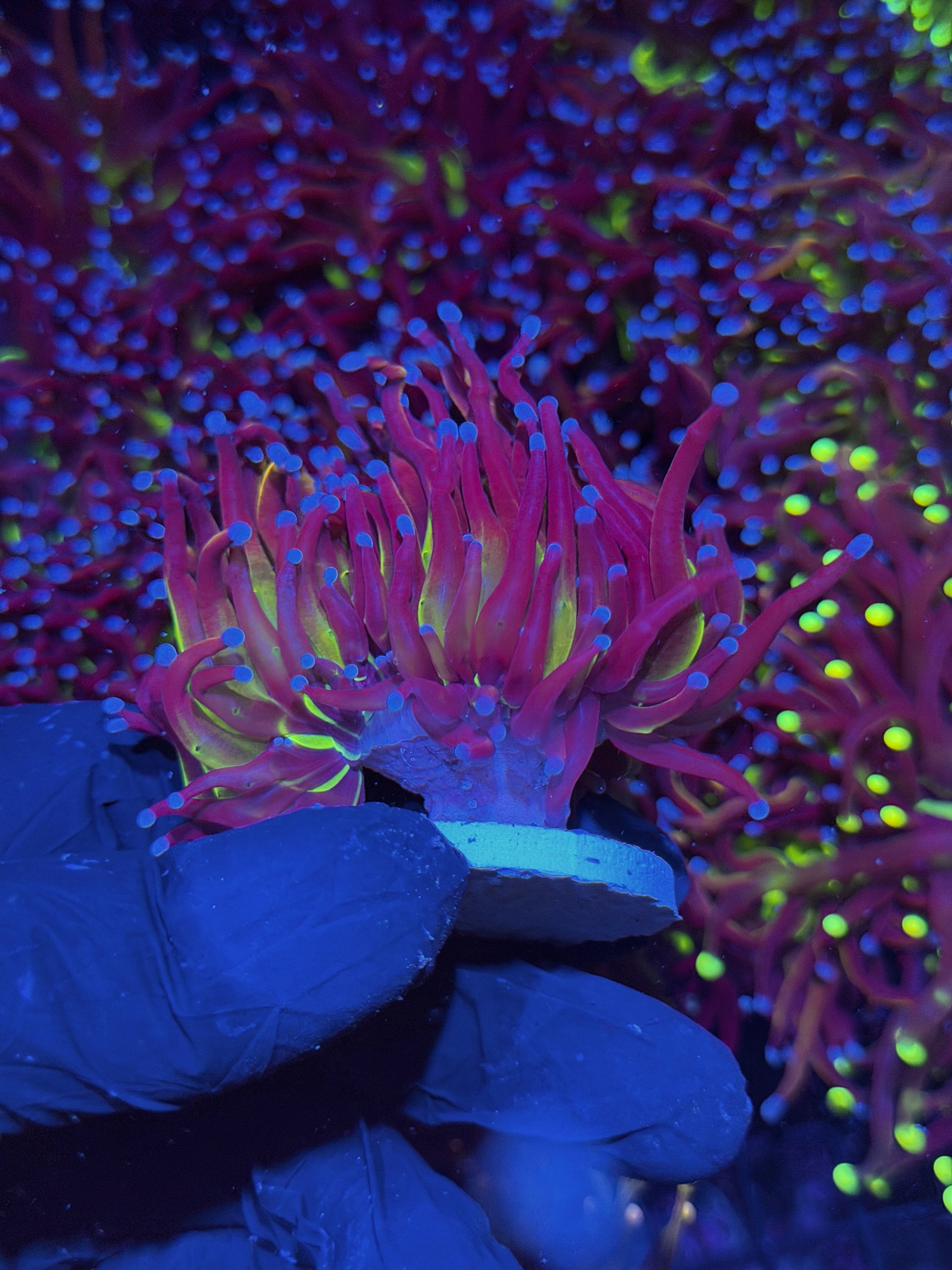 JEA Dragon God Torch Coral 1 XL Head