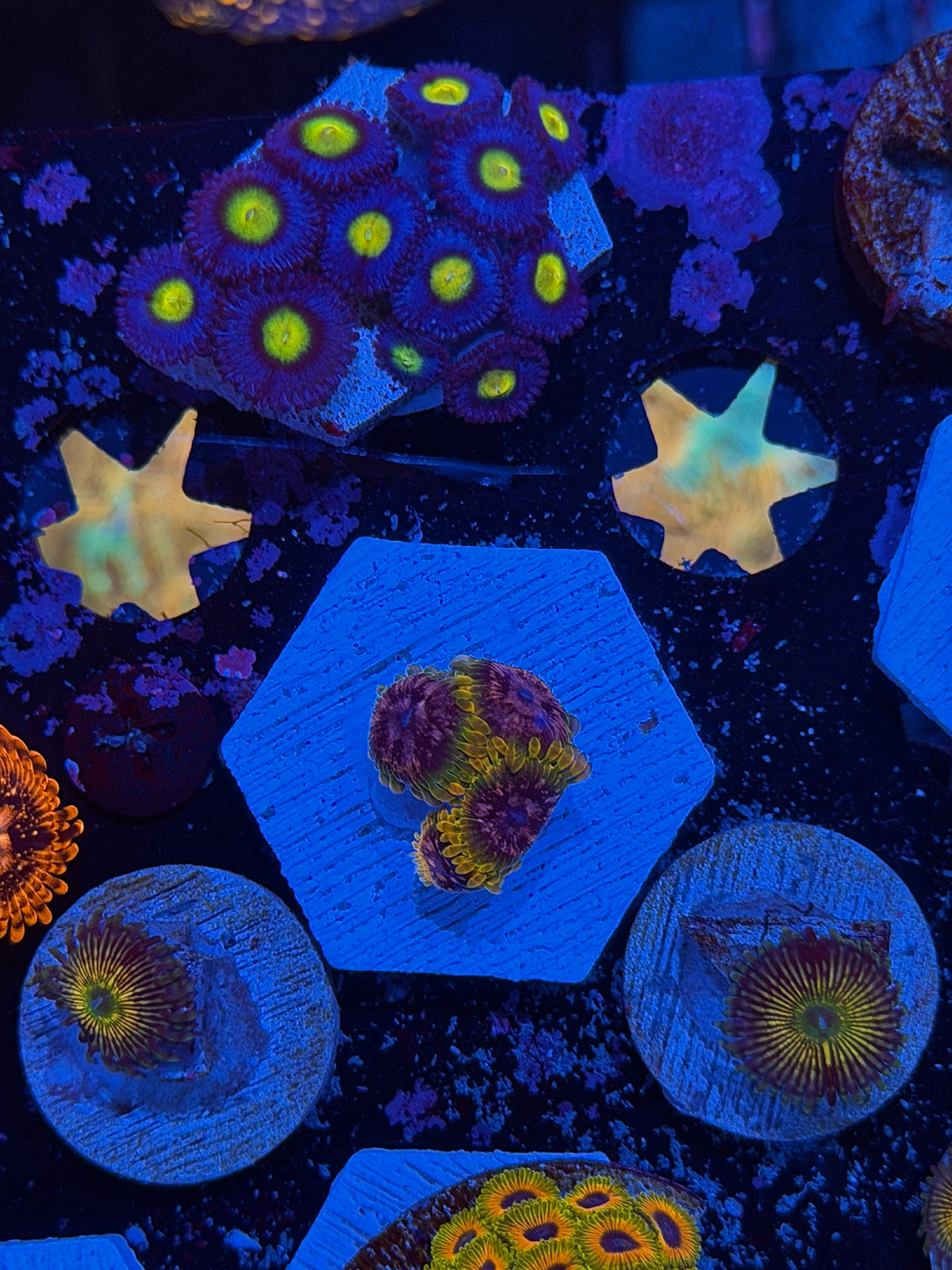 JEA Pink Diamond Zoanthid Coral 4 Polyps