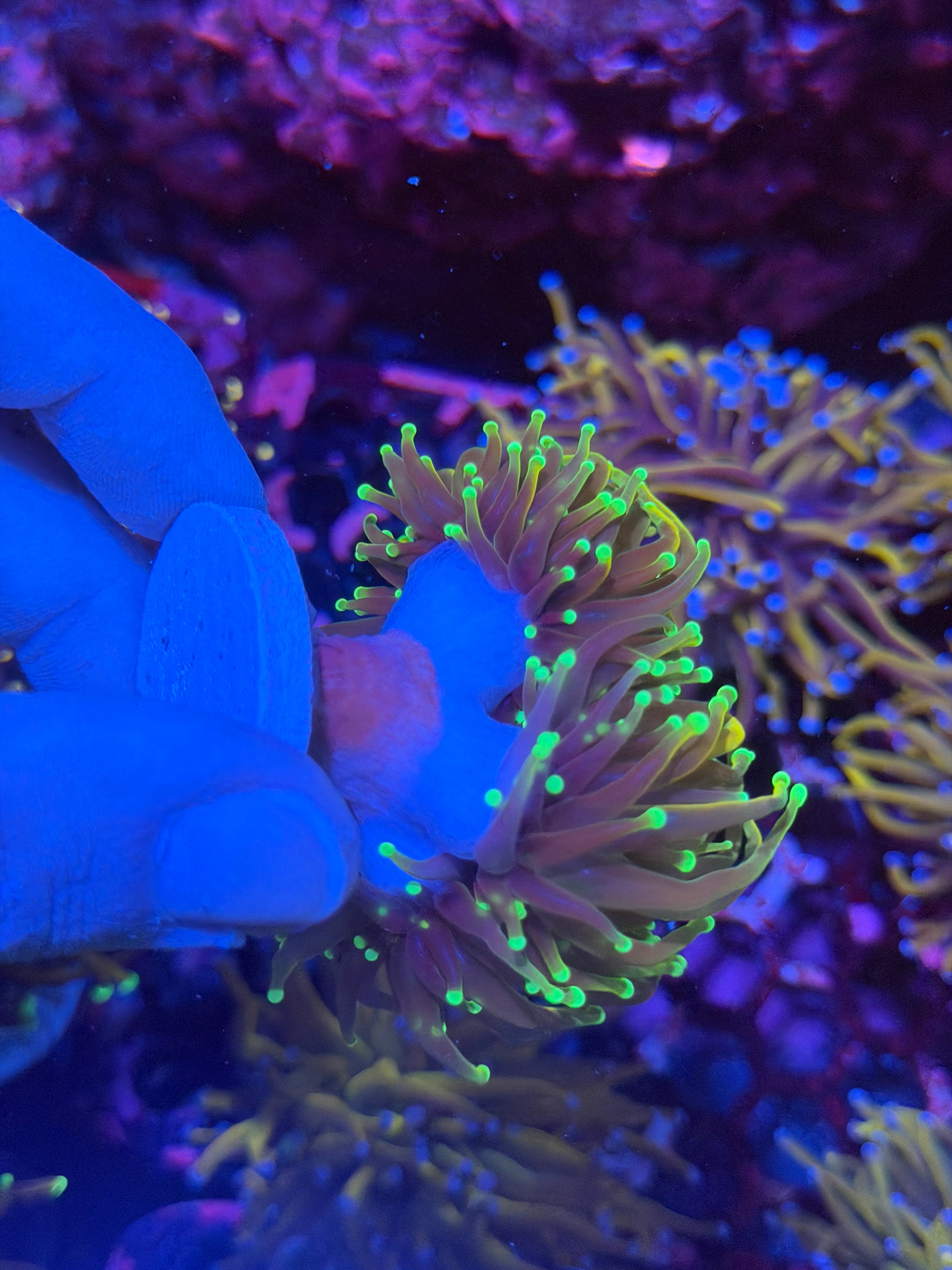 CC 21 Tails Torch Coral 3 Heads XXL 11/28