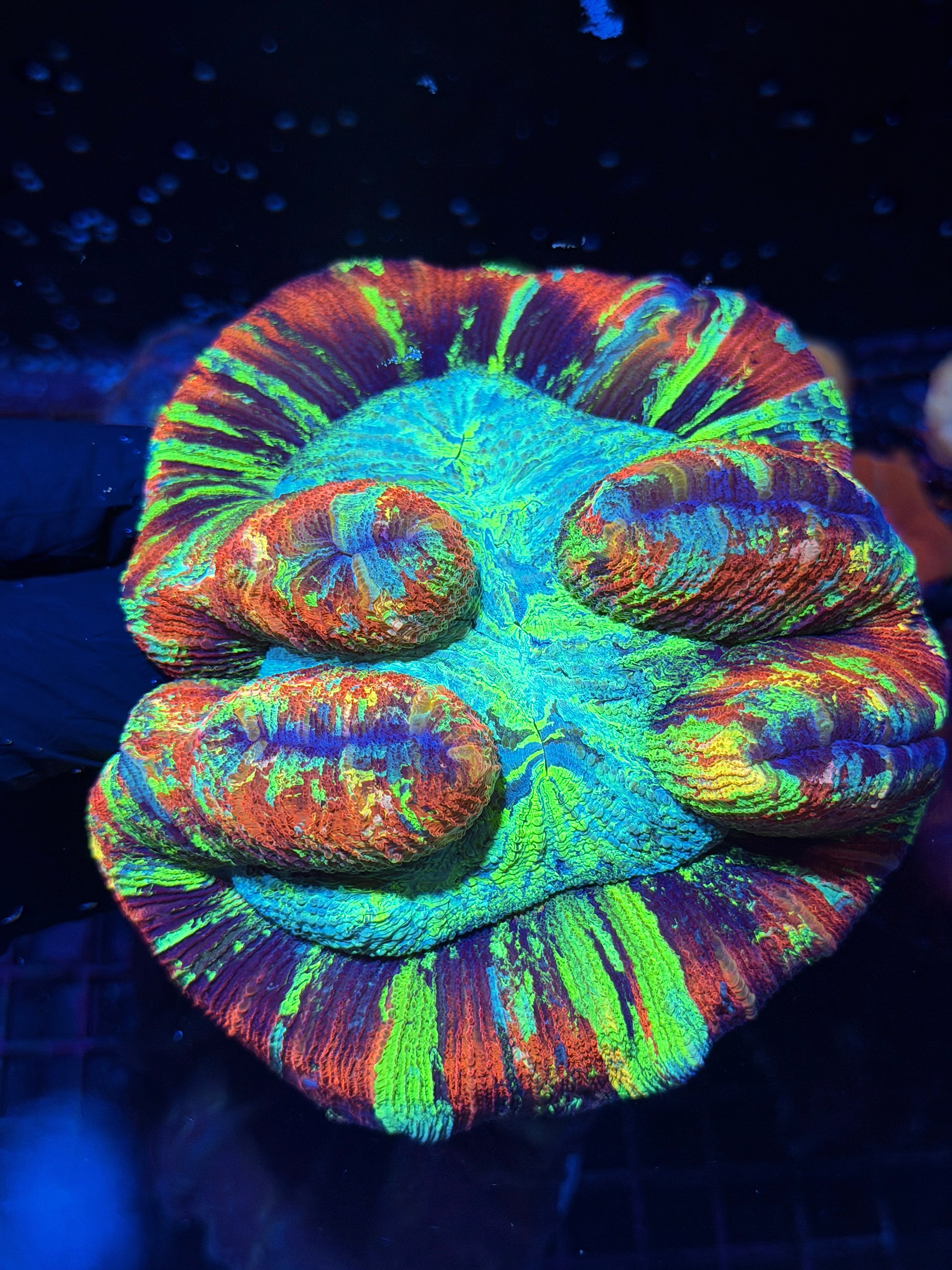 Red/Rainbow Trachyphyllia Meat Coral XXXL Show Piece