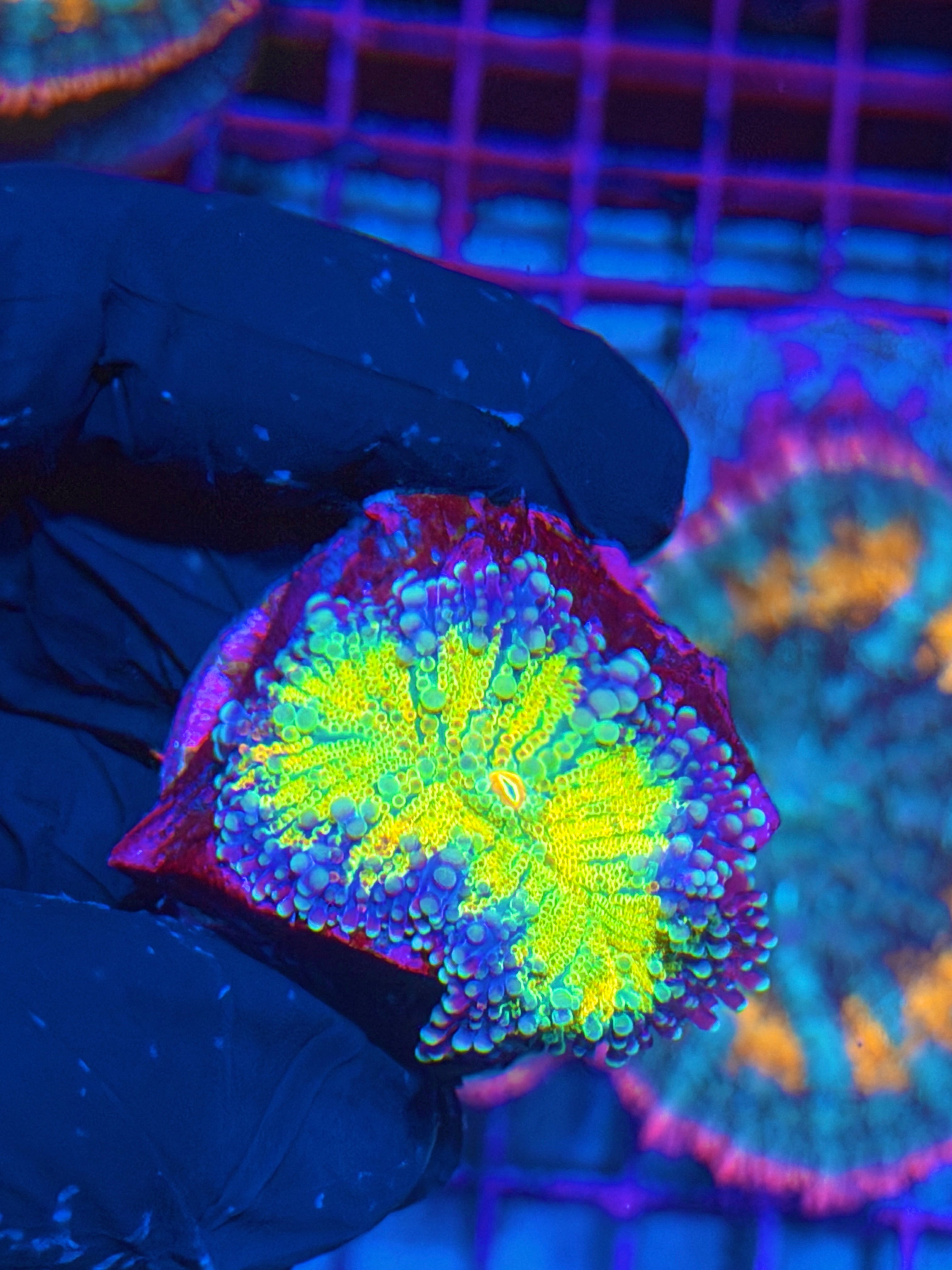 JEA Rainbow Magma Yuma Mushroom Coral 7/9