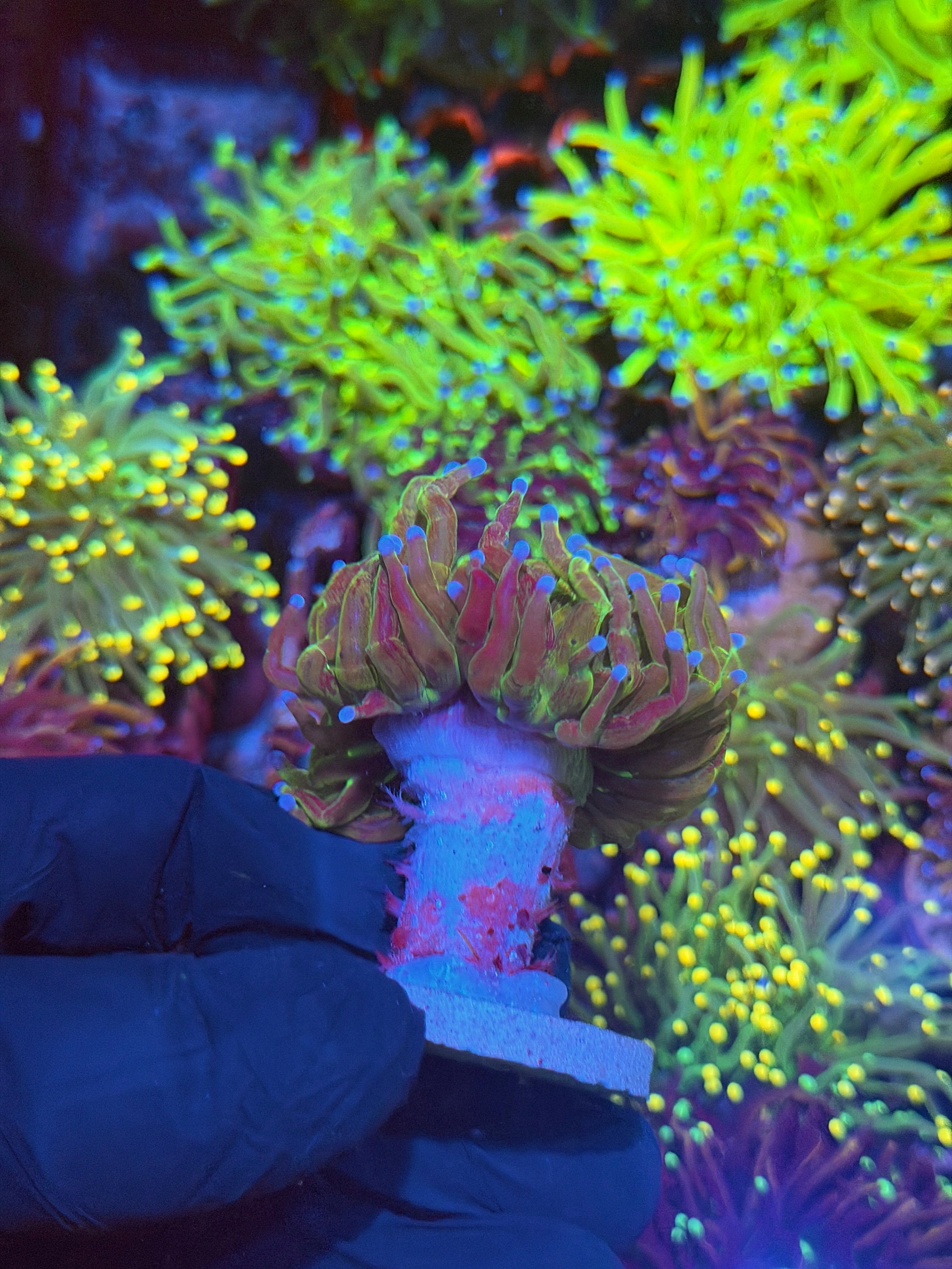 JEA Unique Glitter Holy Grail Torch Coral 1 XXL Head 7/10