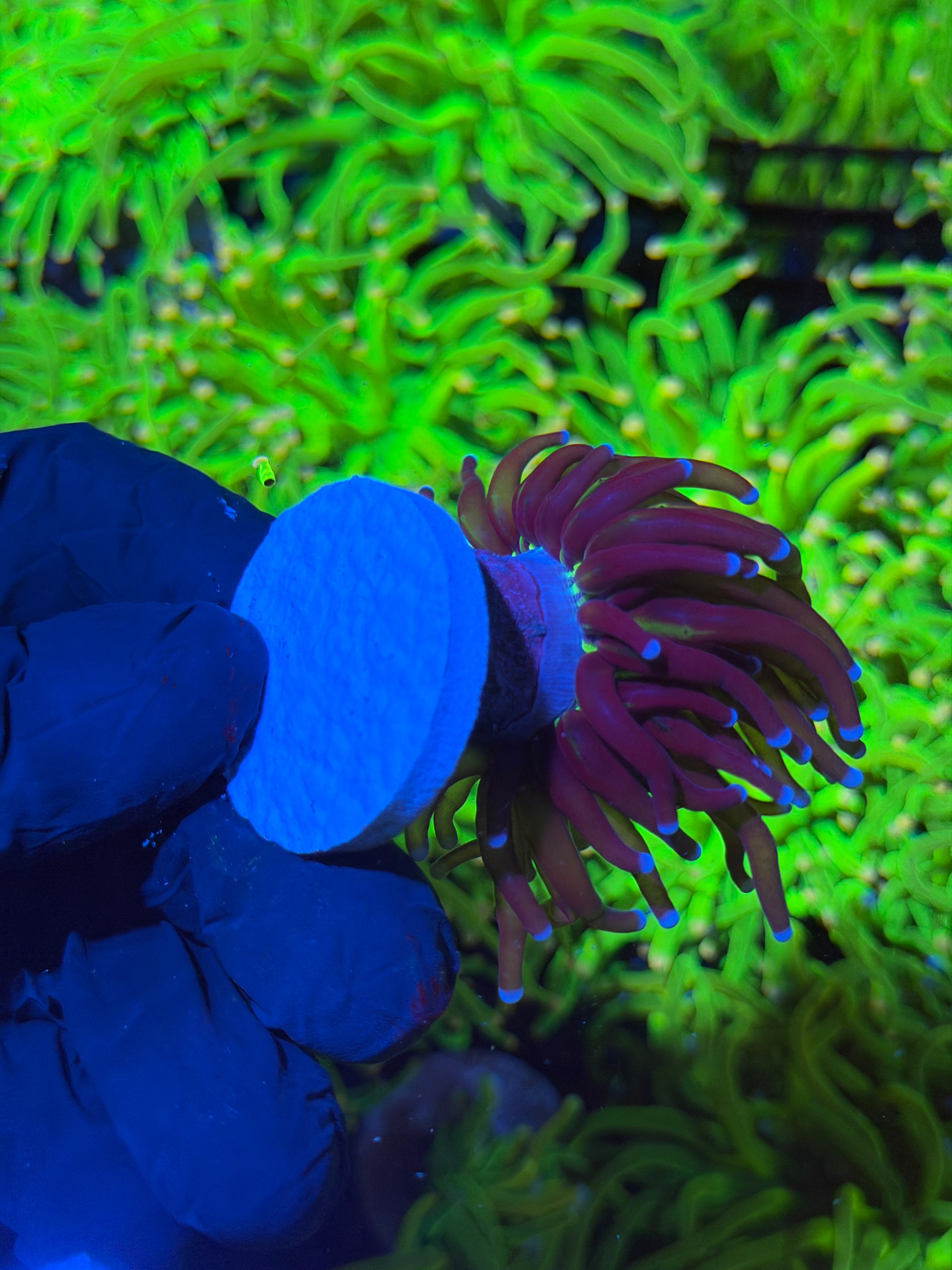 JEA Demon Goddess Grail Torch Coral 1 XL Head