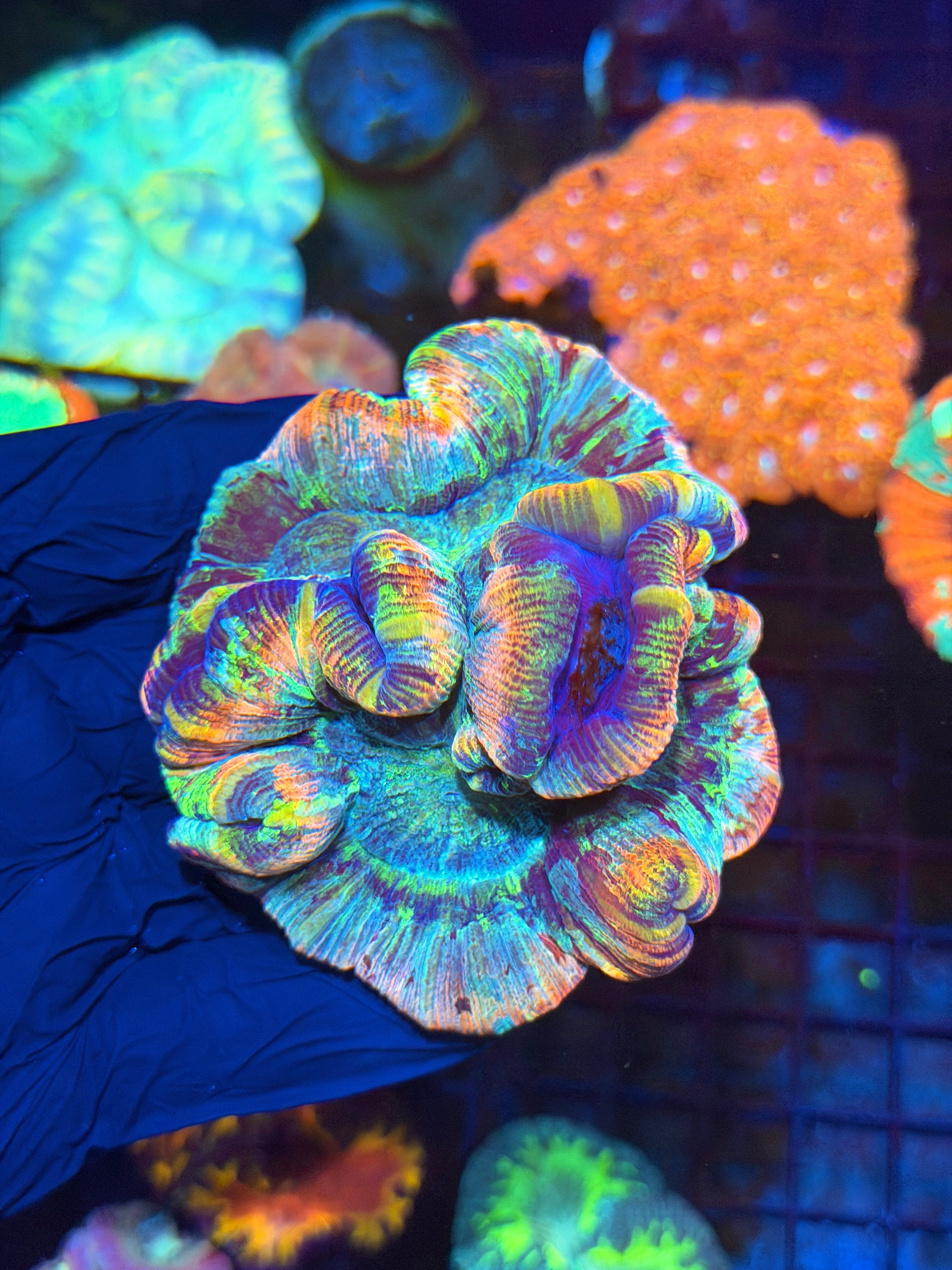 Rainbow Trachyphyllia Meat Coral XL 5/16