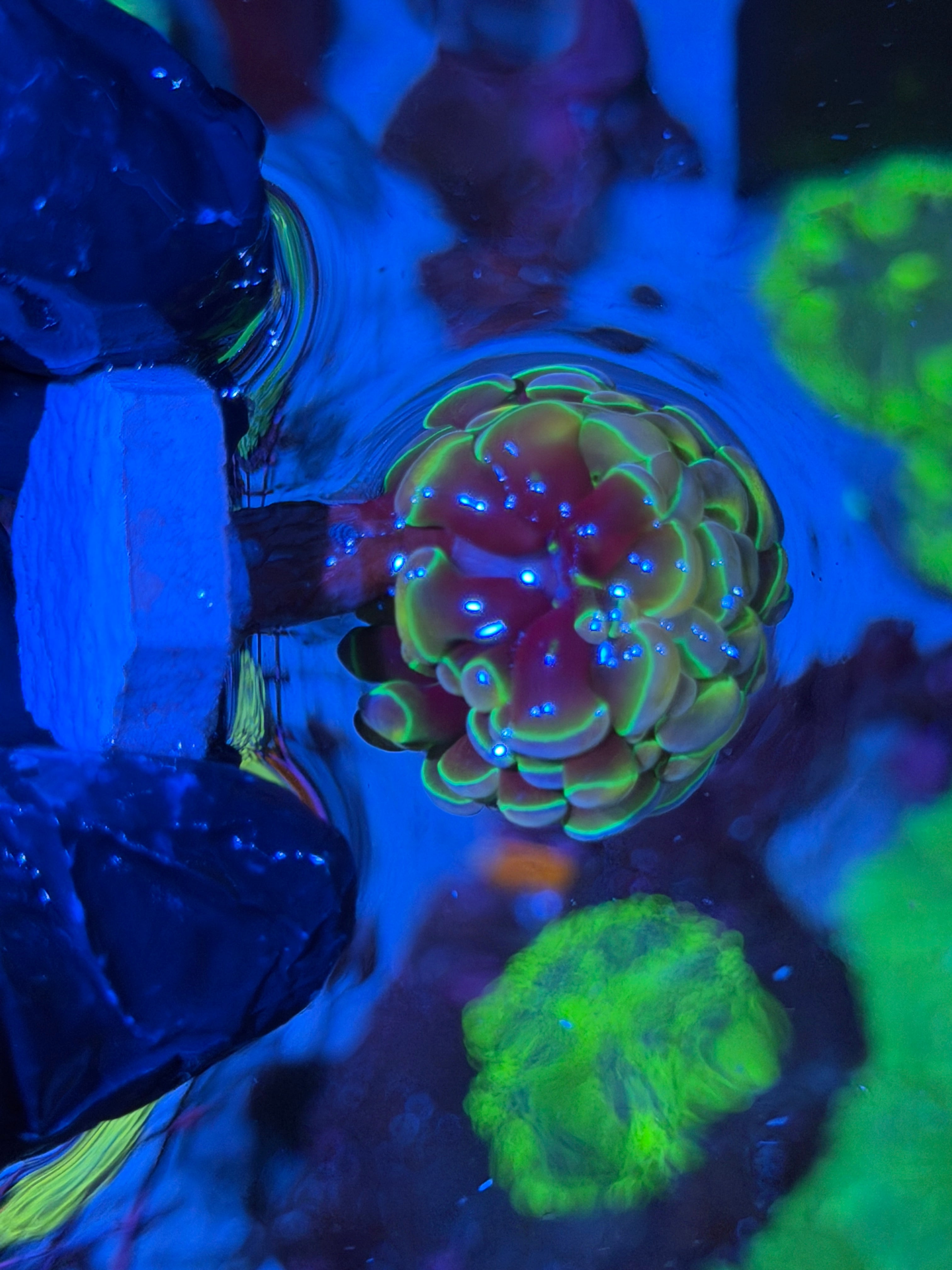 JEA Rainbow Hologram Hammer Coral 1 XL Head