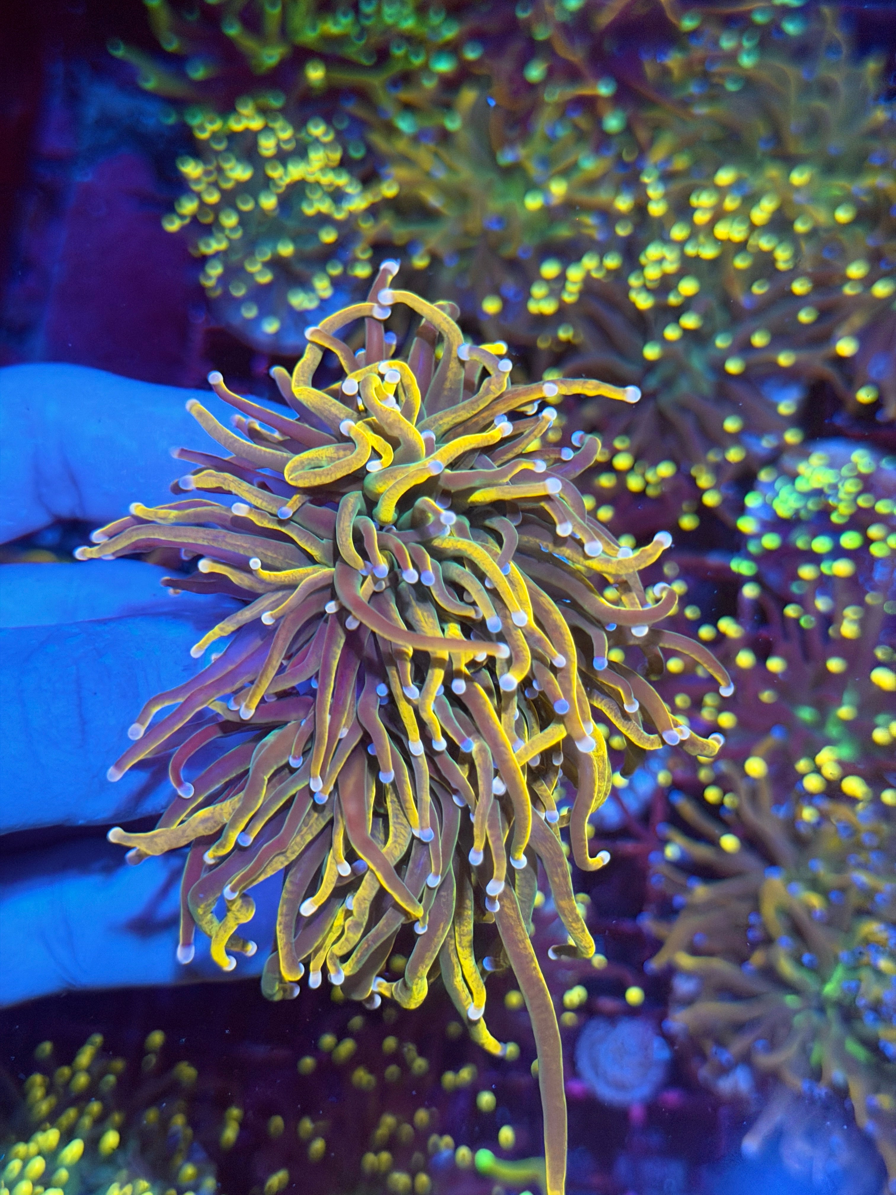 JEA Rapunzel Torch Coral Dual Tips 3 Heads Splitting XXL 5/16