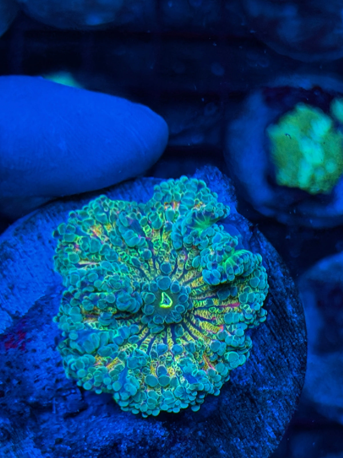 JEA Rainbow Yuma Mushroom Coral XL 9/21