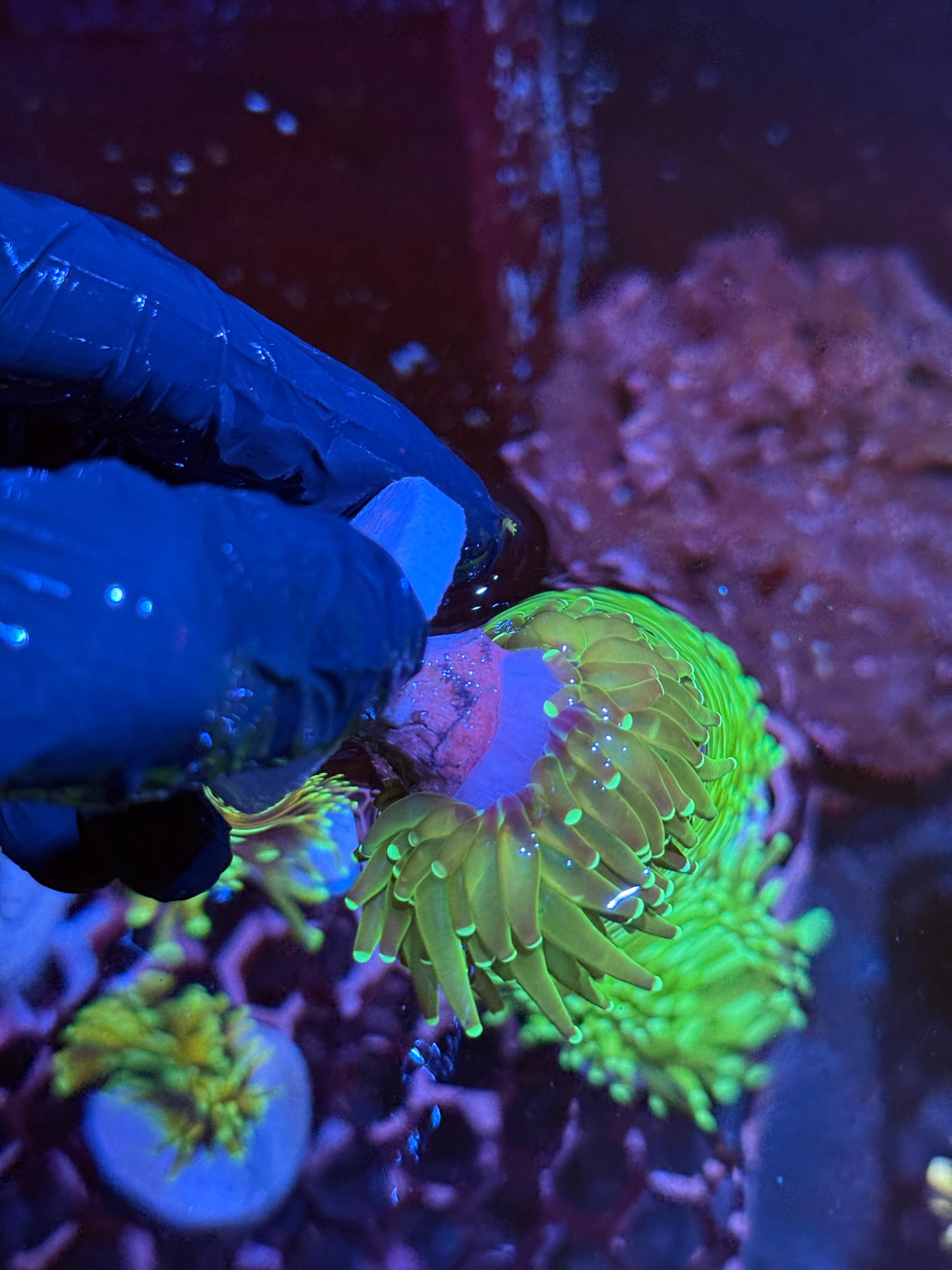 JEA Key Lime Pie Torch Coral 1 XL Head