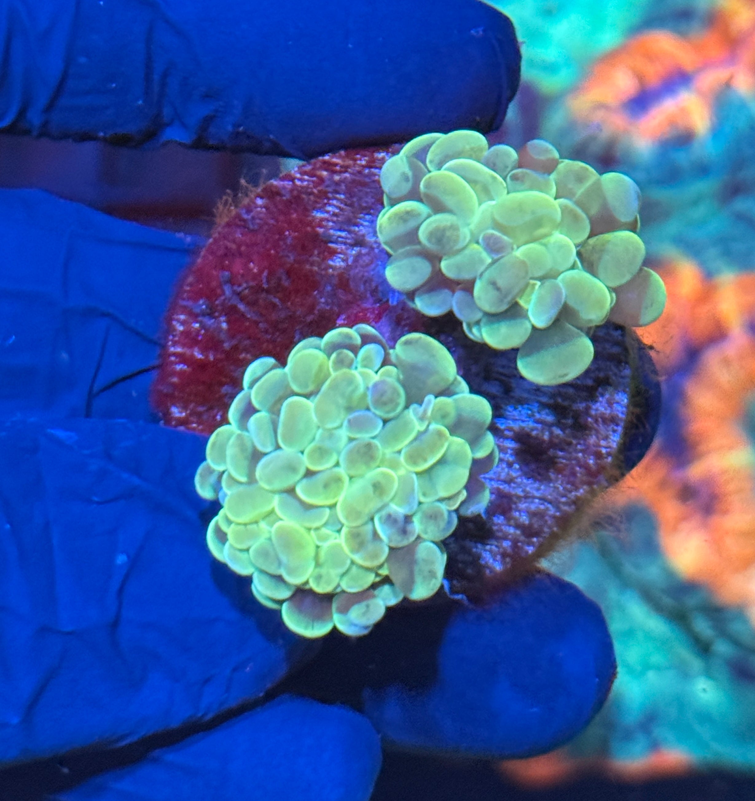 JEA Warheads Hammer Coral 2 Heads