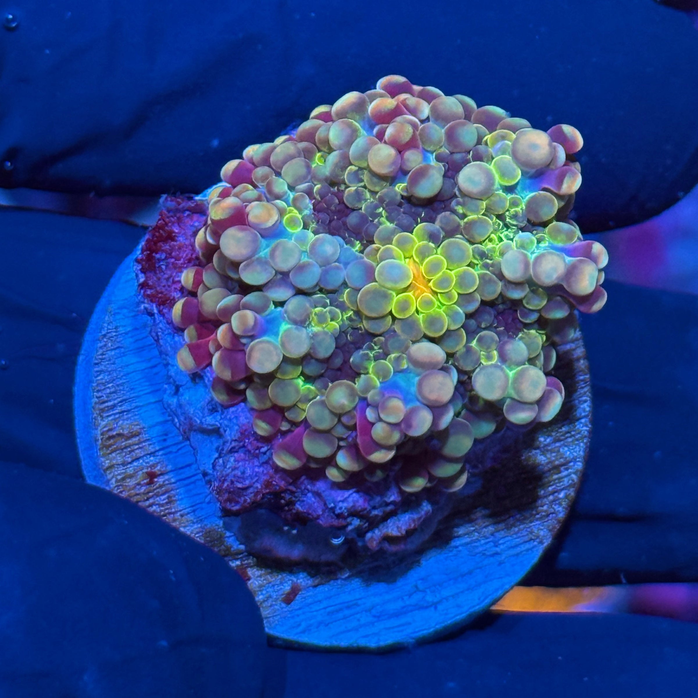 JEA Rainbow Confetti Yuma Mushroom Coral