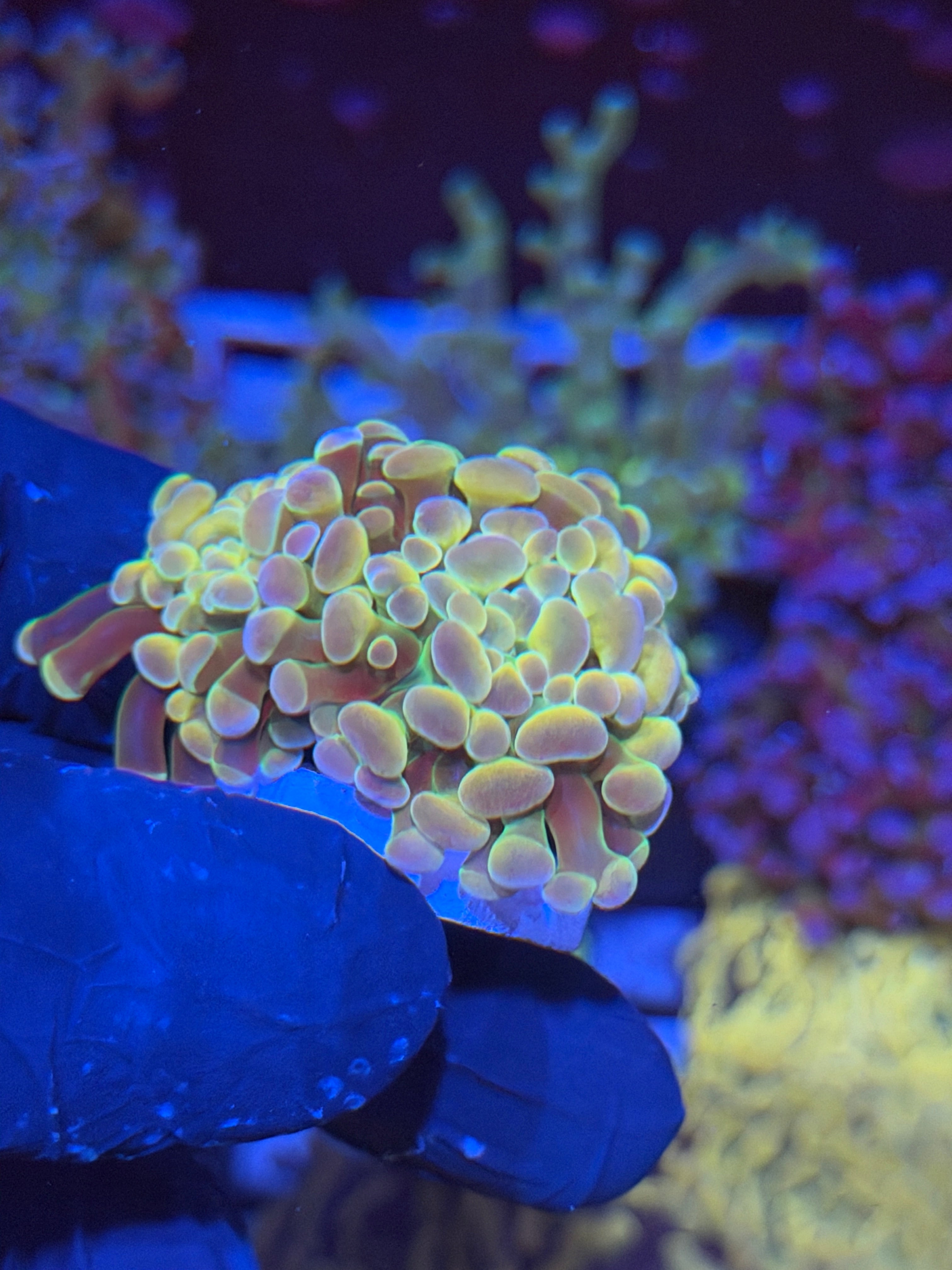 JEA Rainbow Dreams Hammer 2 Heads Splitting 4/8