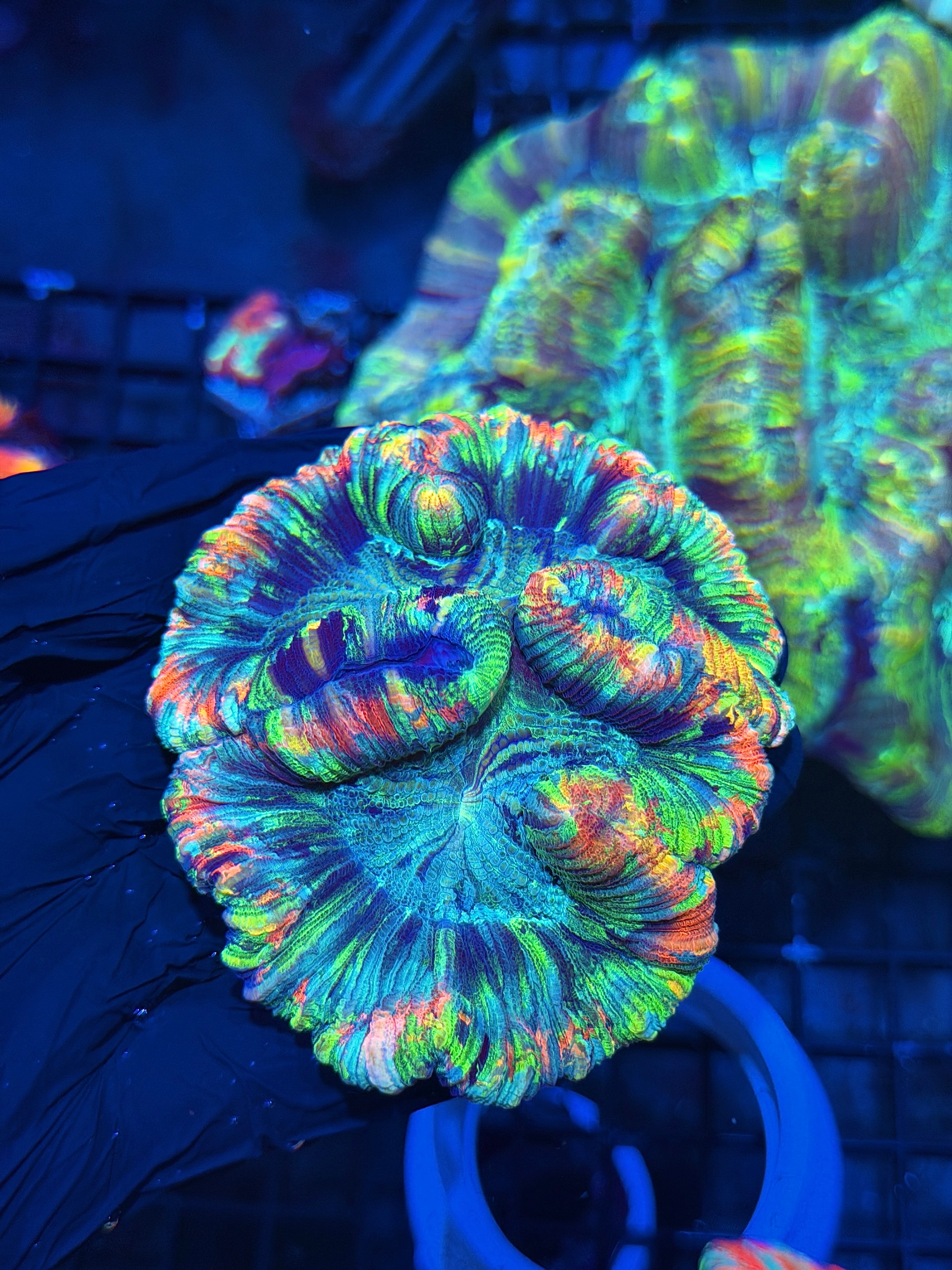 True Rainbow Trachyphyllia Meat Coral 7+ Colors 8/1