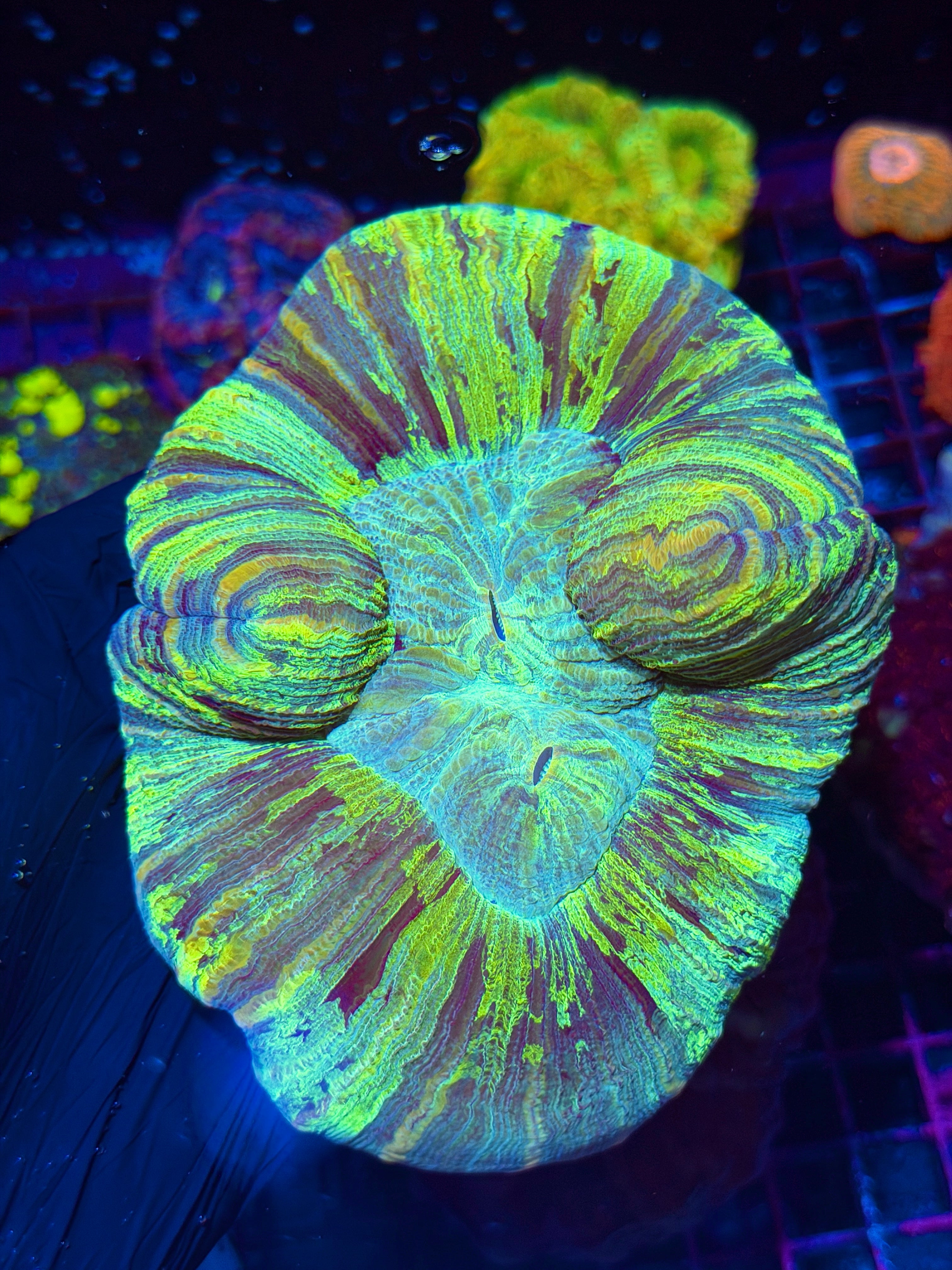 Striped Trachyphyllia Meat Coral XXL