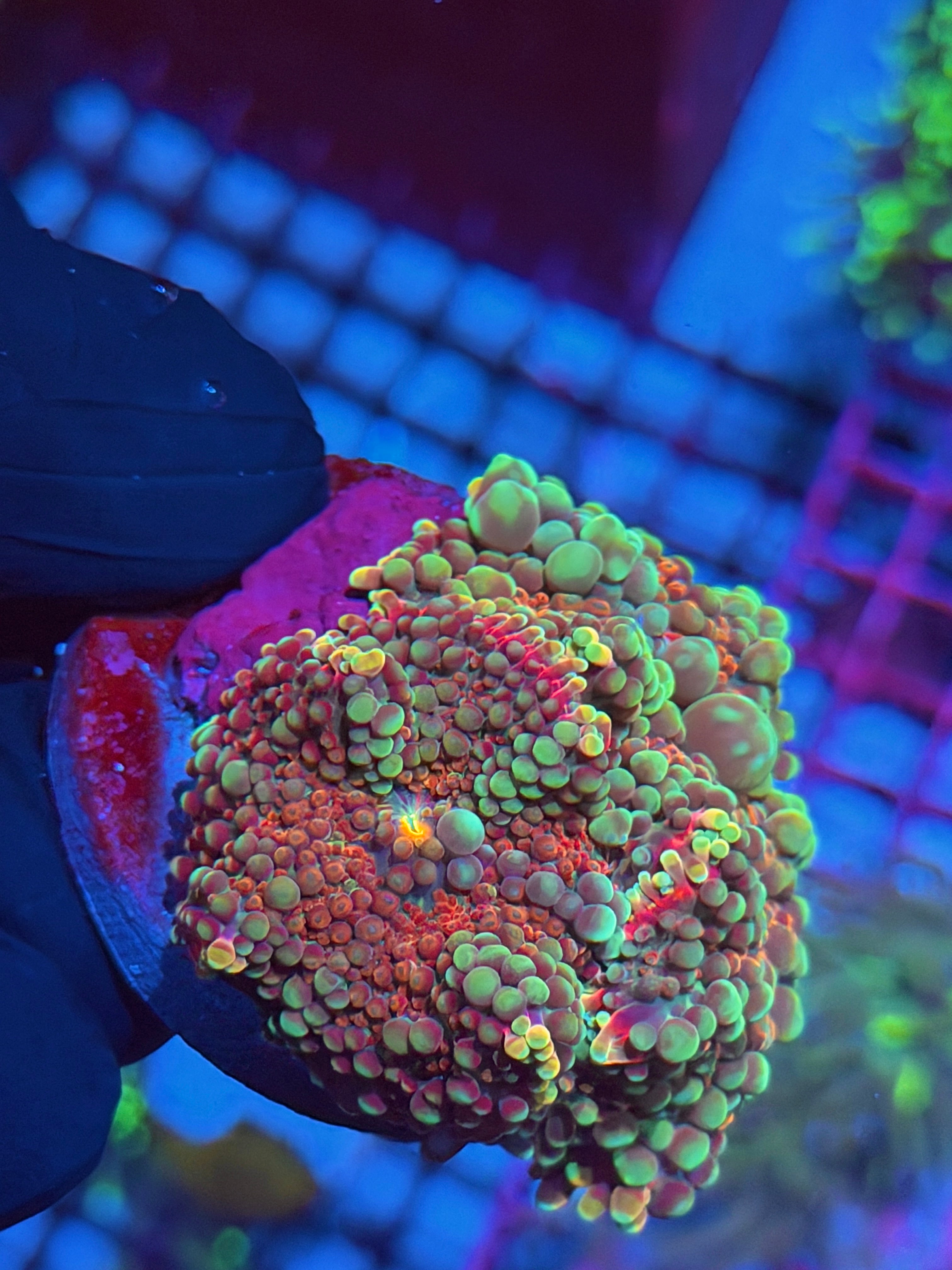 JEA Ice Cream Sundae Yuma Mushroom Coral Multi Big Bubbles XL 8/12