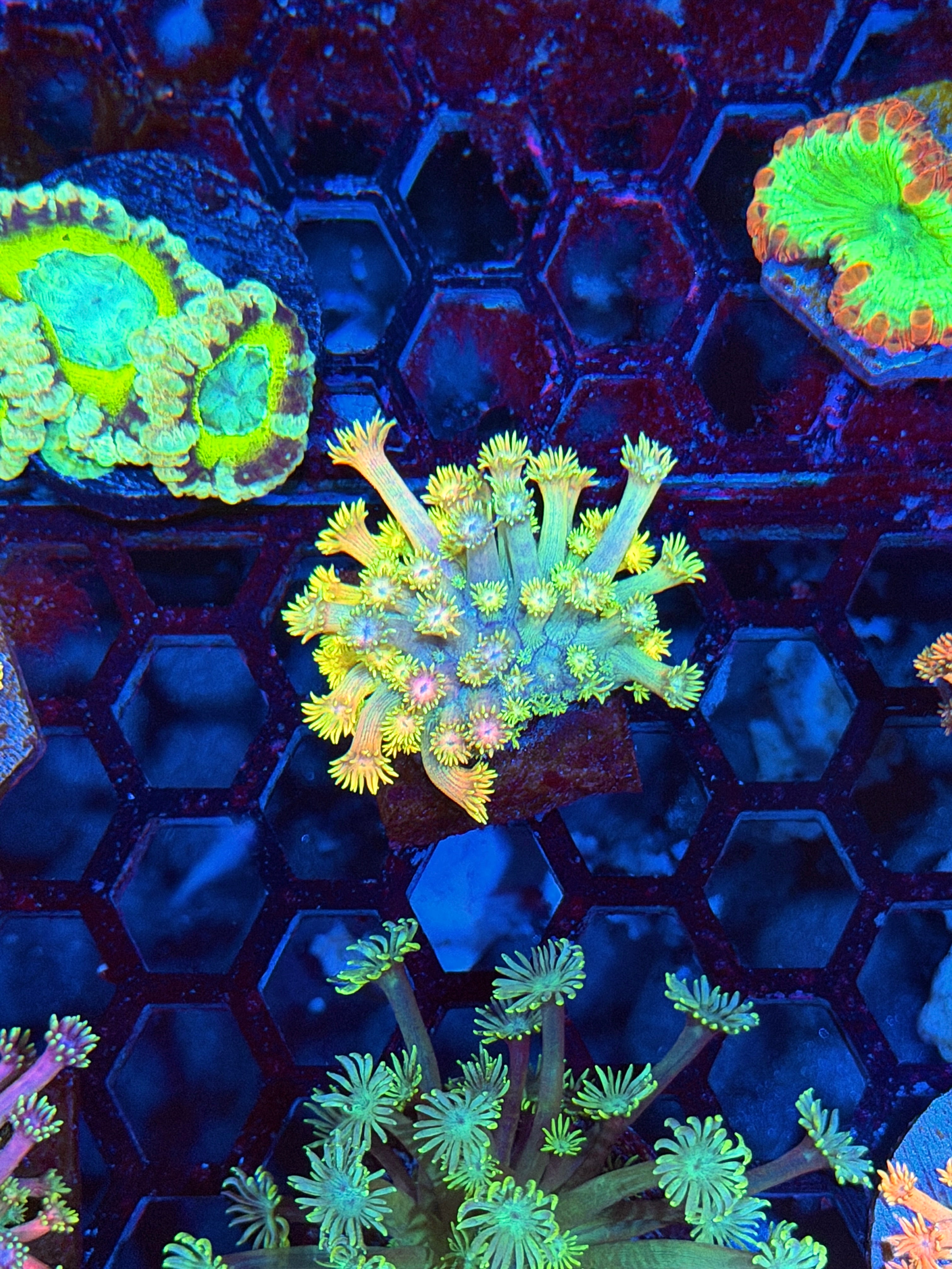 JEA Rainbow Sunshine Goniopora Coral