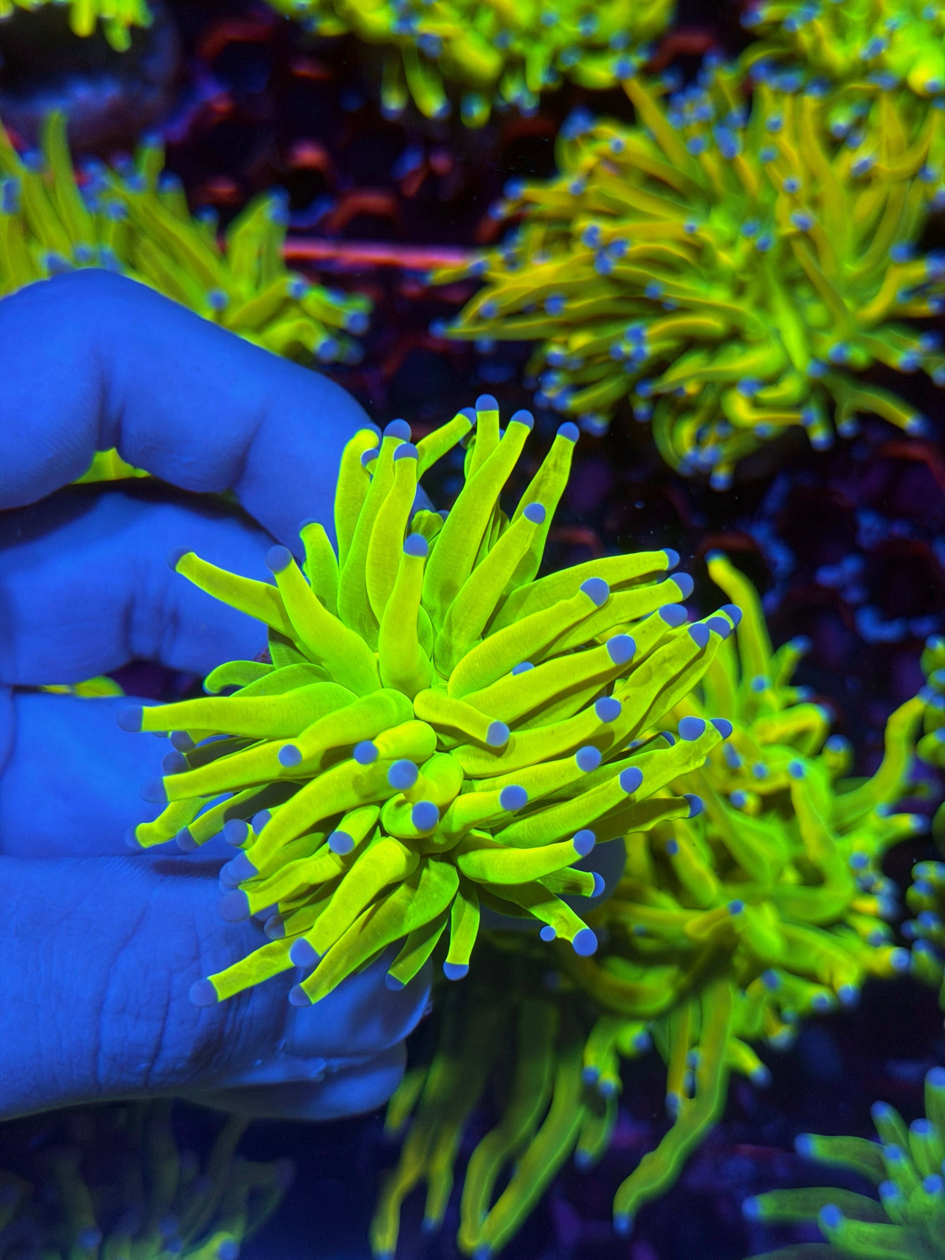 JEA Holy Grail Torch Coral 1 XL Head 11/28