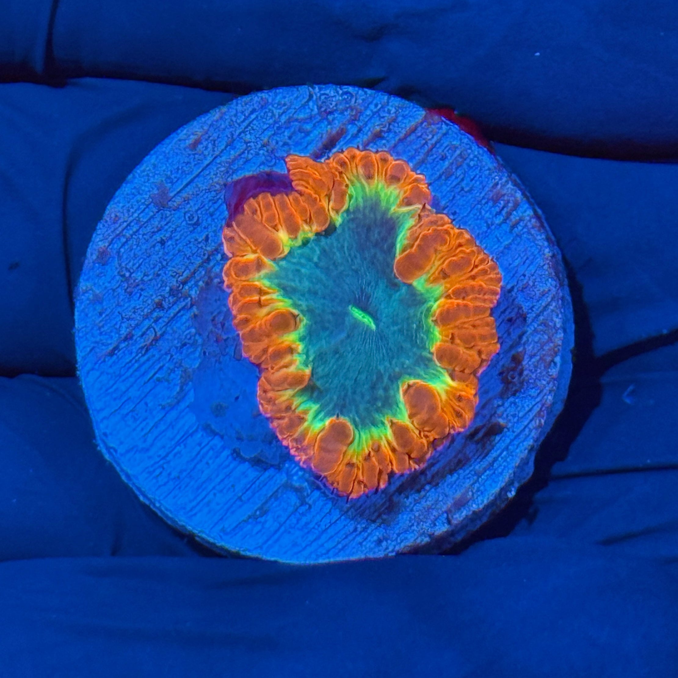 JEA Dynamite Blastomussa Coral