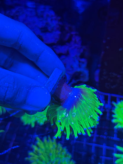 JEA  Holy Grail Torch Coral 1 Head BRIGHT