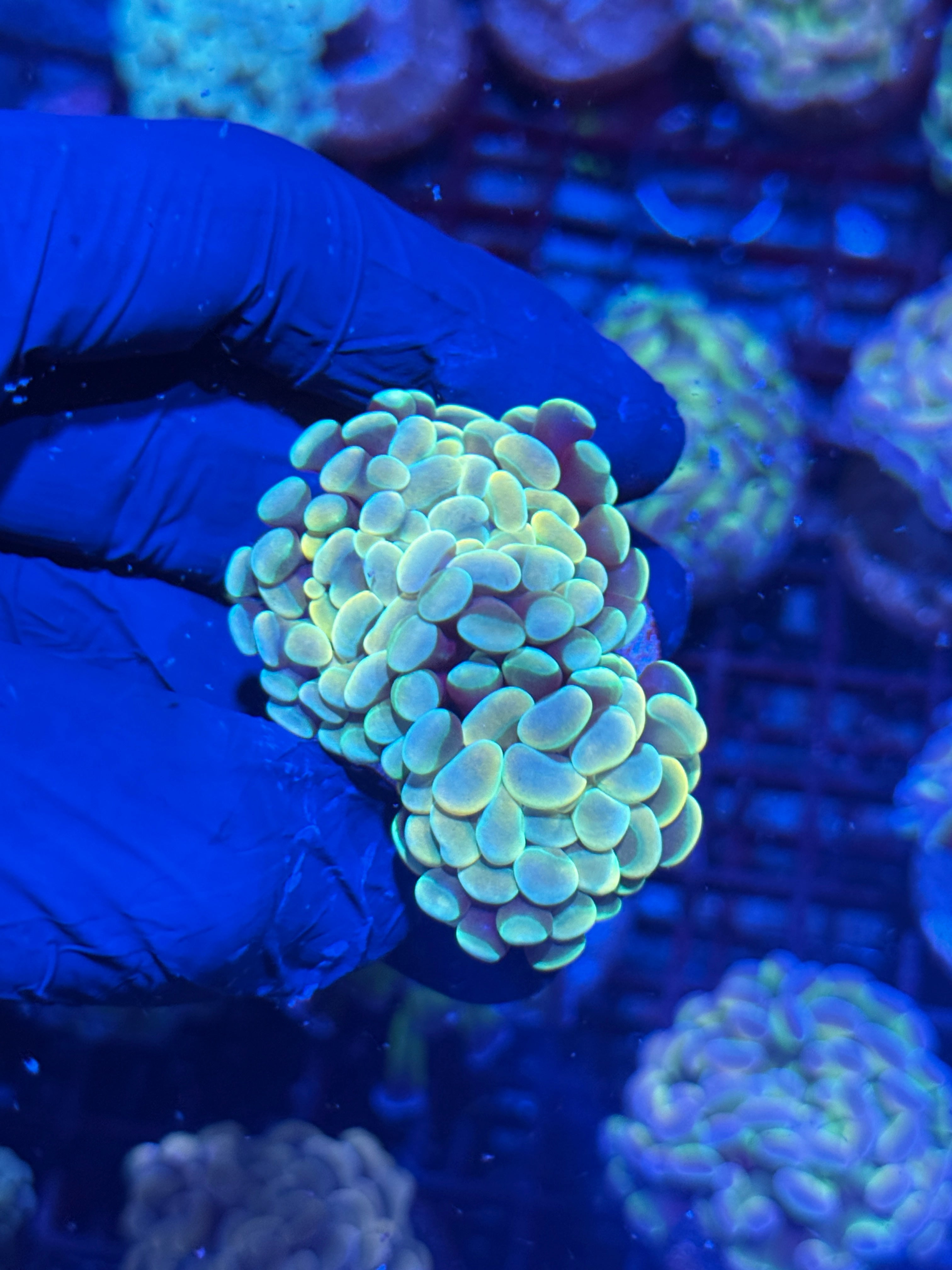 JEA Holy Hammer Coral 2 Heads XL