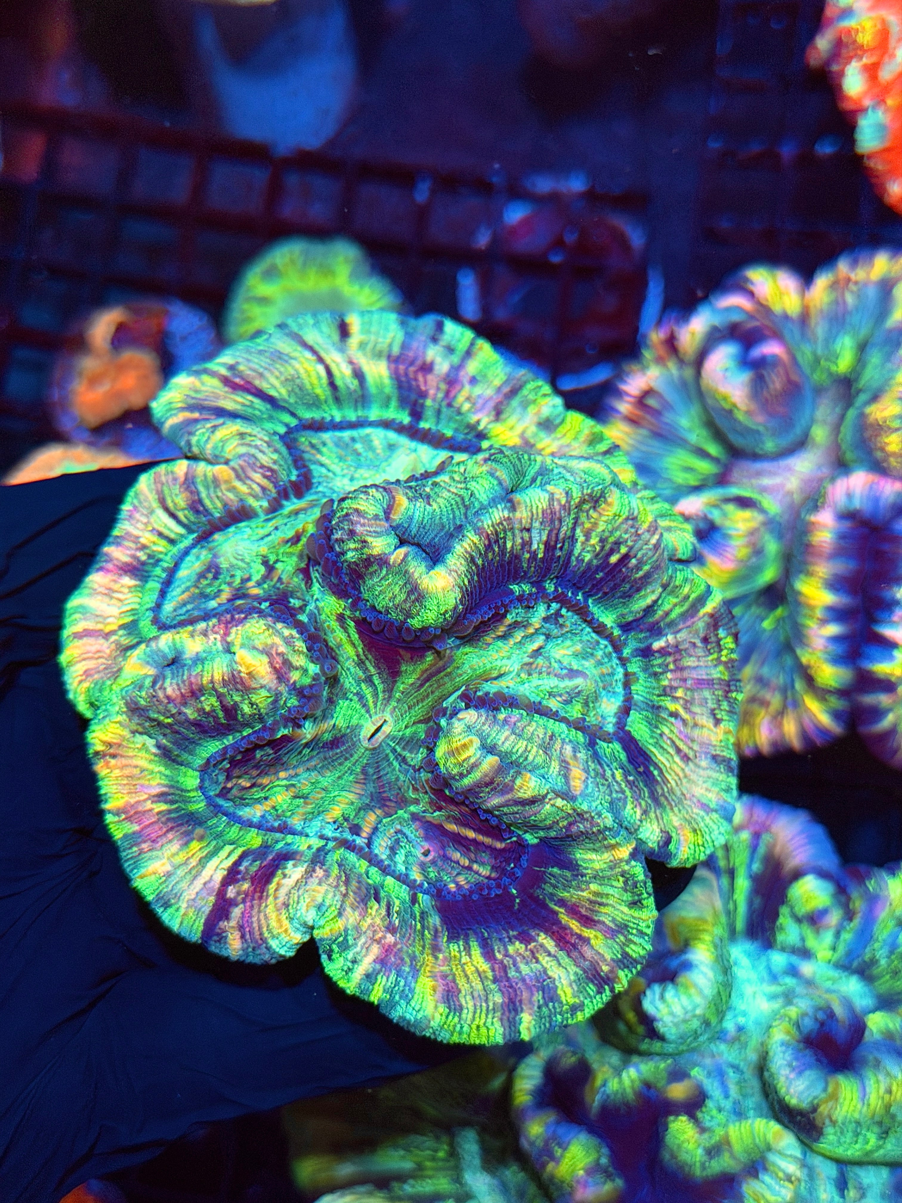 Rainbow Pastel Trachyphyllia Meat Coral XL