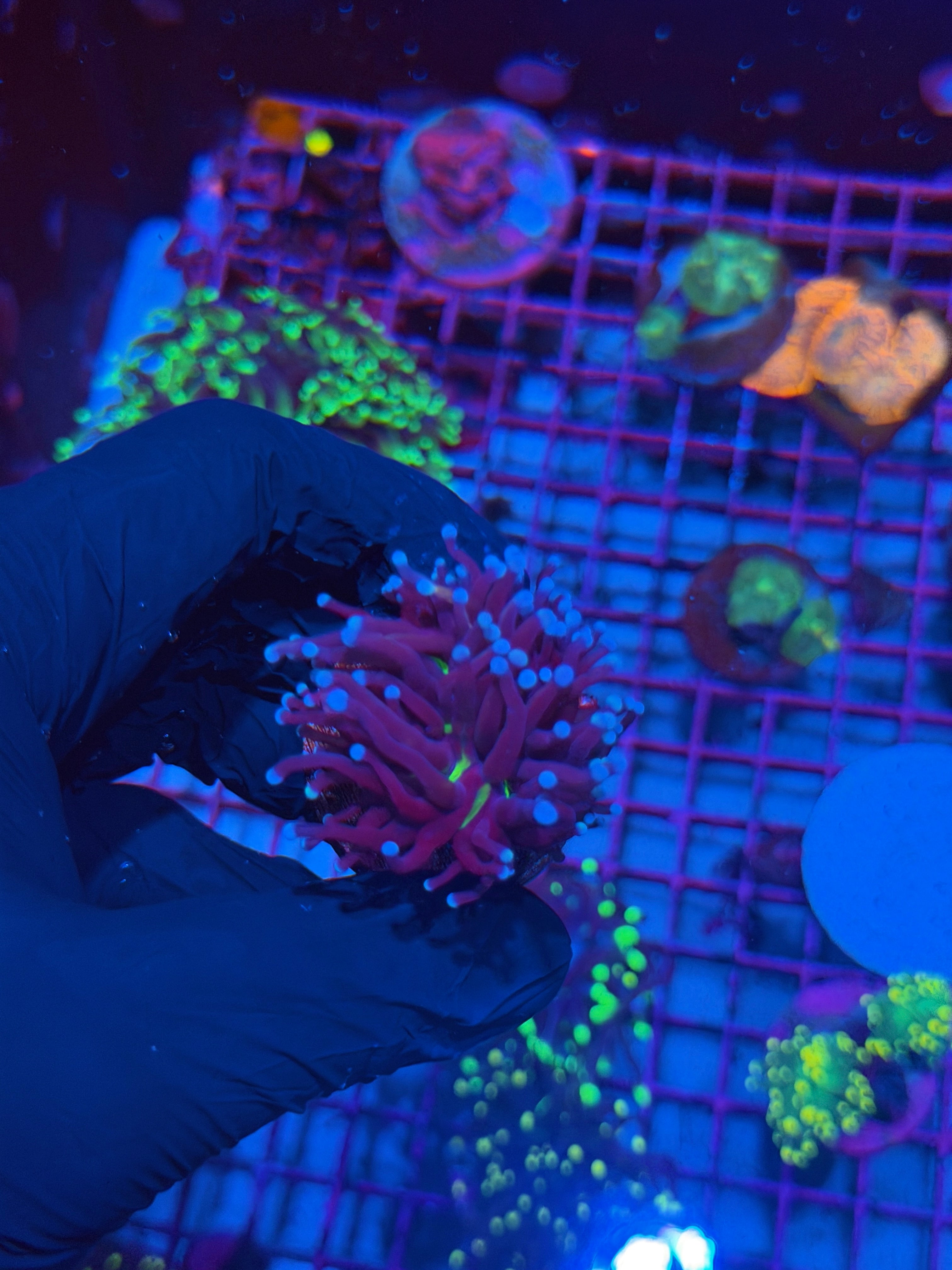 JEA Death Star Grail Torch Coral 1 XL Head ( comes From grafted HG colony ) 8/12
