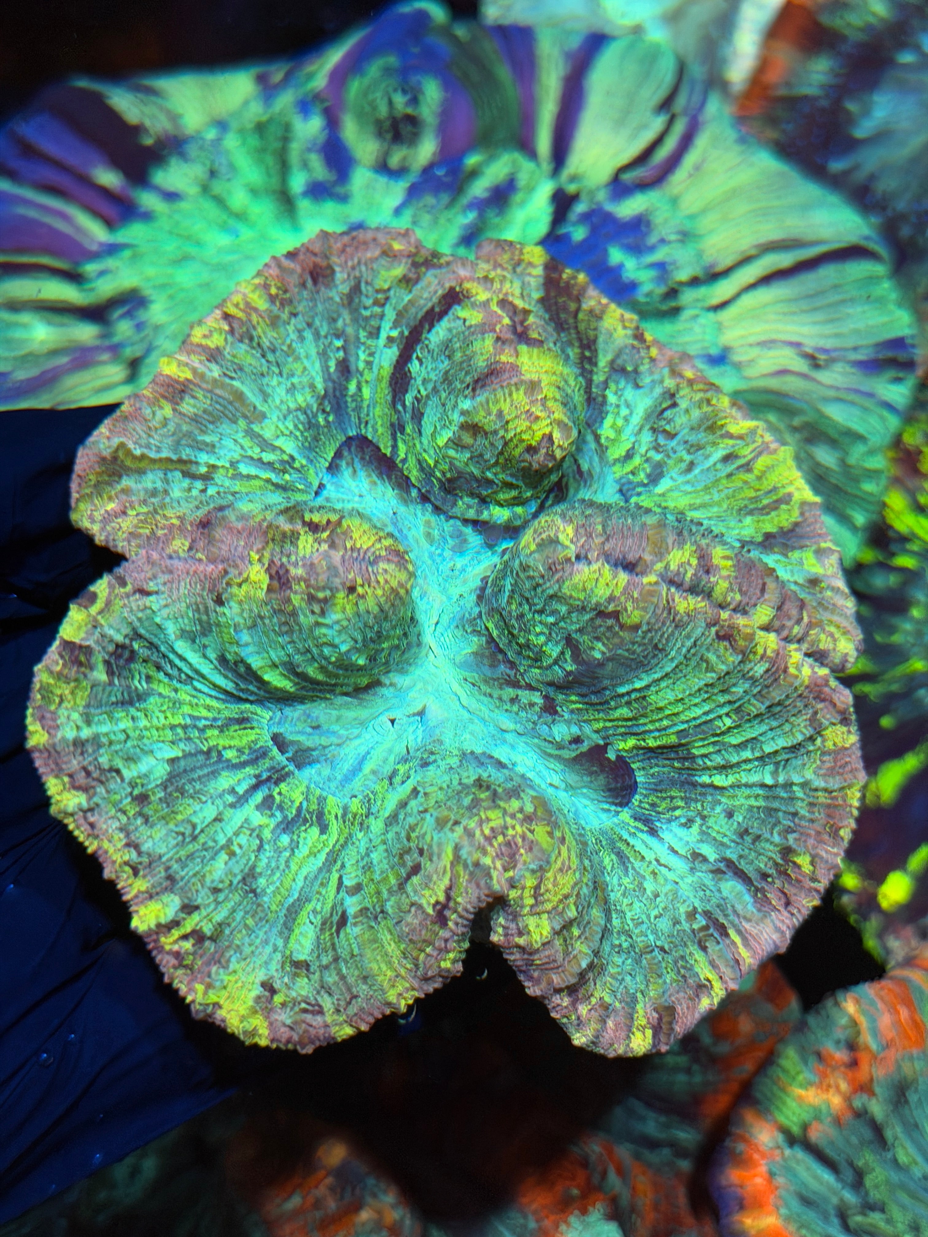 Pink Splatter Trachyphyllia Meat Coral XL 9/6