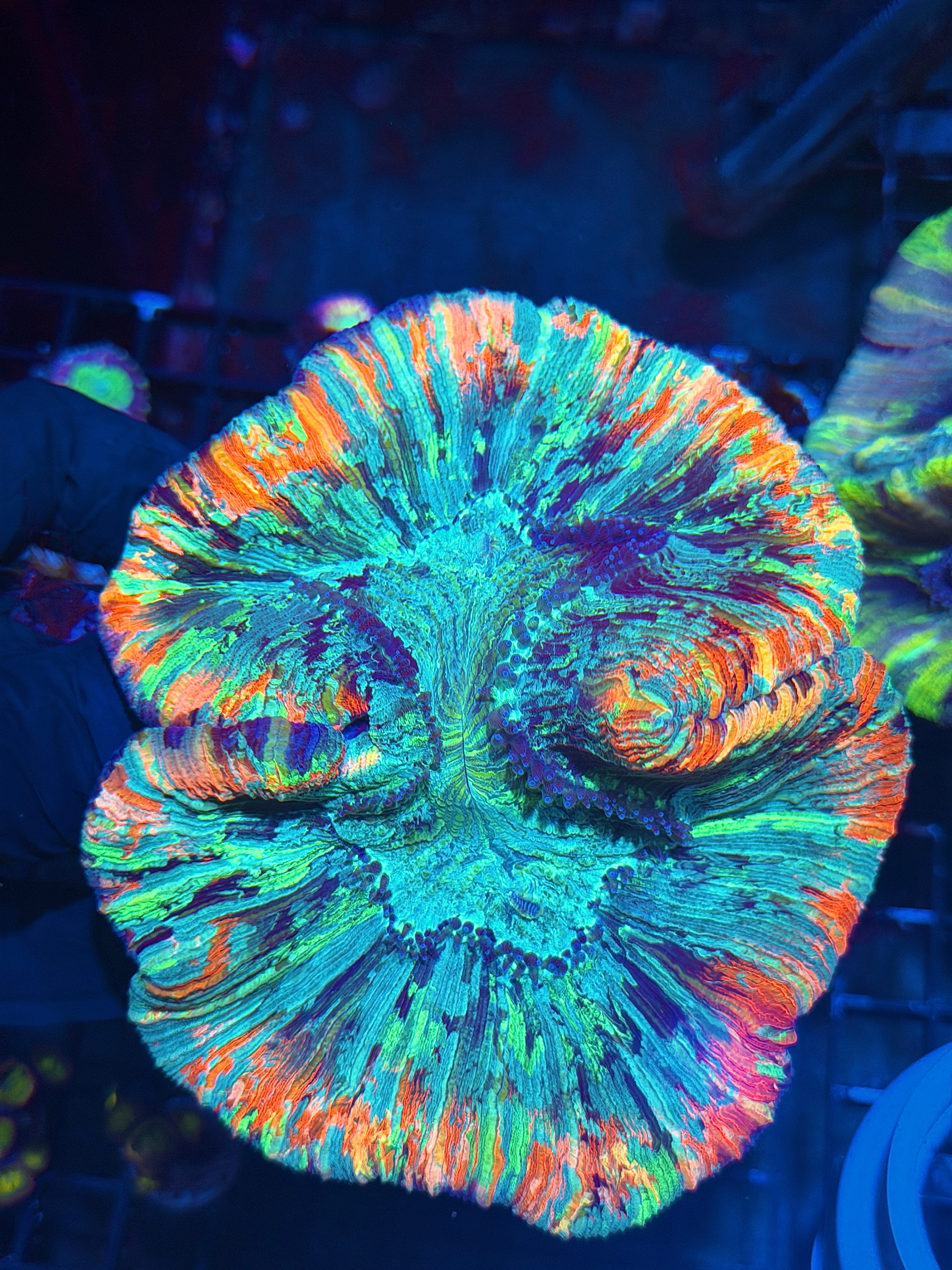 Insane Rainbow Trachyphyllia Meat Coral XXXL Show Size Collectors Piece