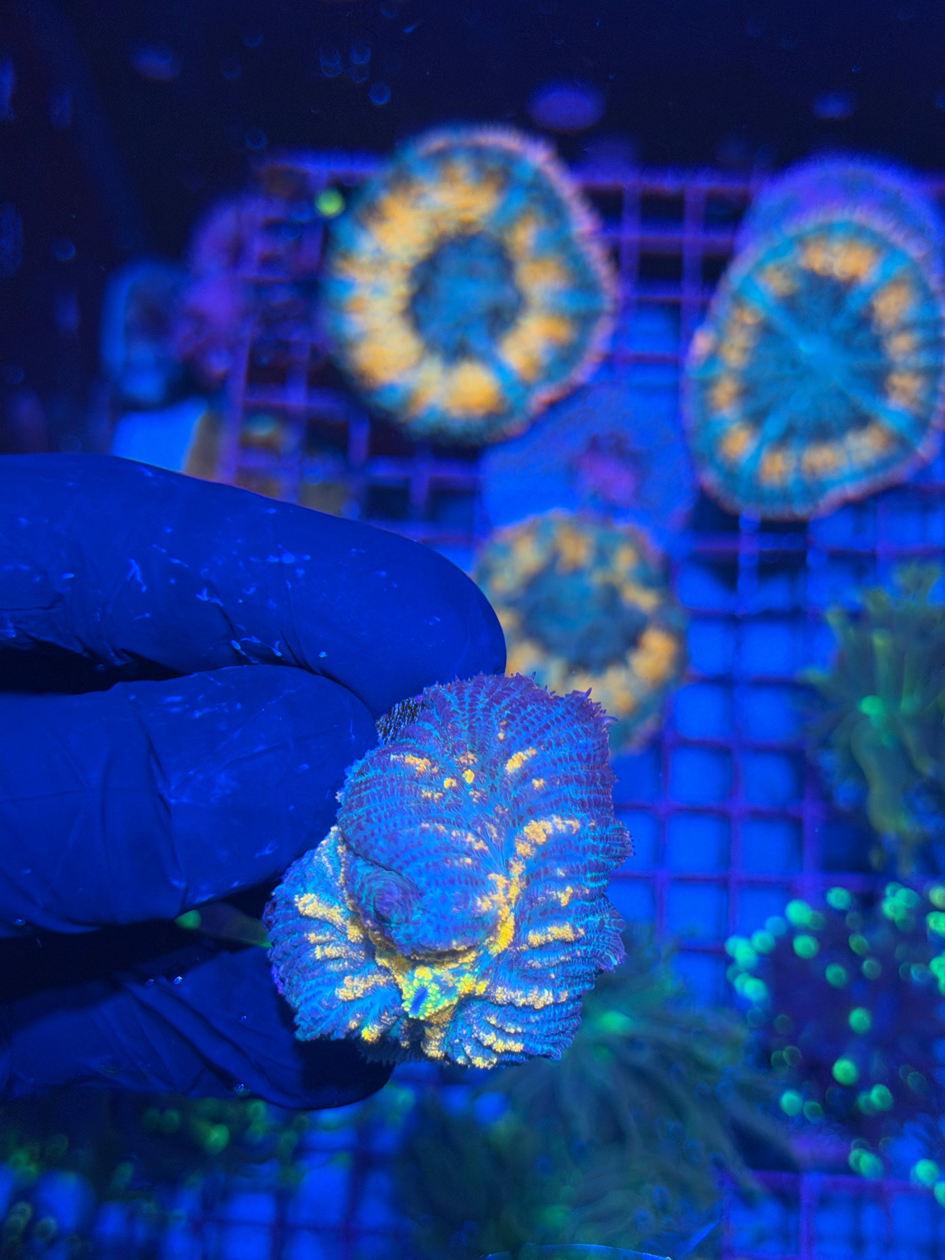 JEA The Thing Mushroom Coral XL 7/21