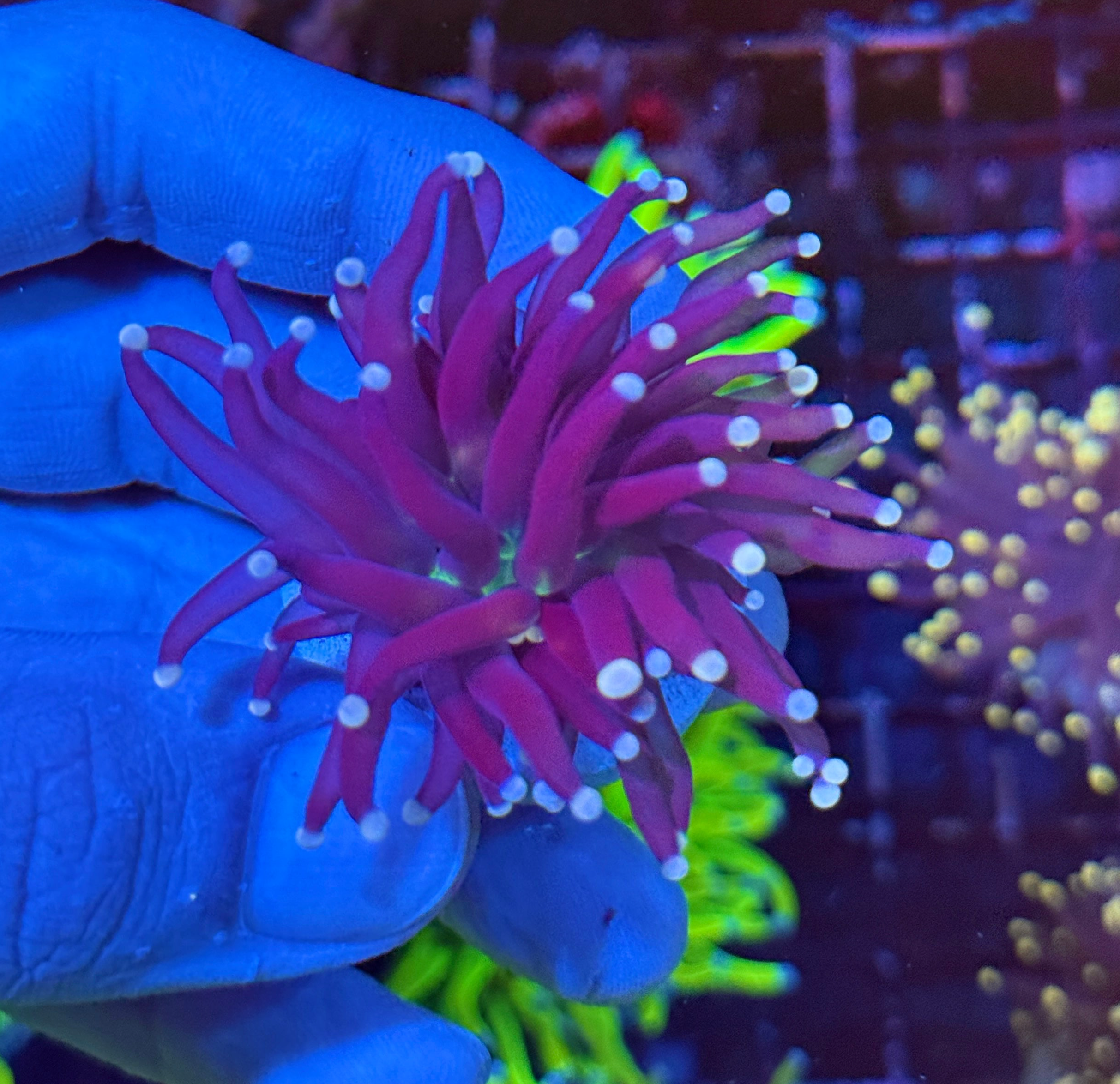 JEA Gumdrop Torch Coral 1 XL Head