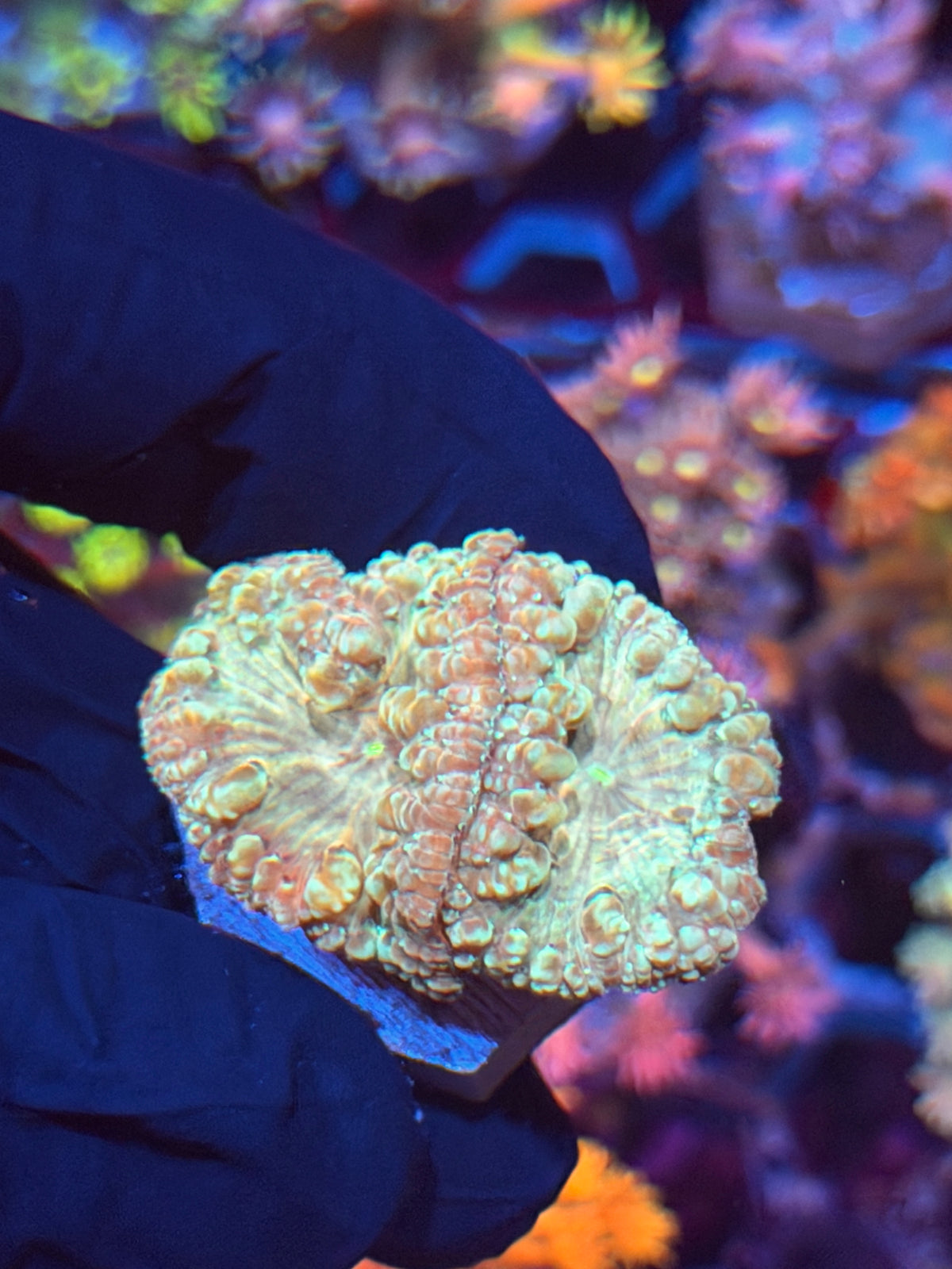JEA Circus Animal Blastomussa Coral 2 Heads 9/27