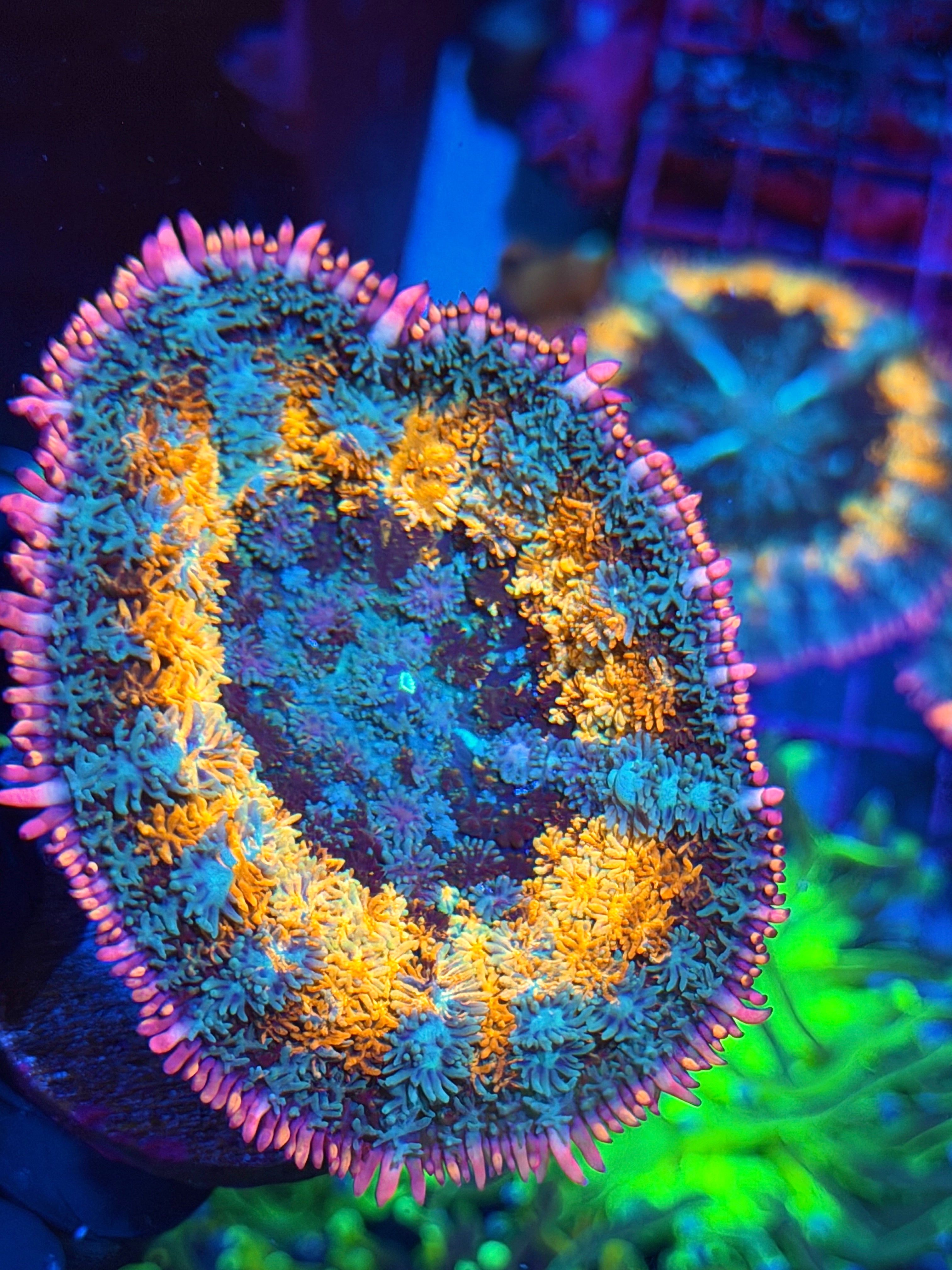 JEA Spellcaster Bounce Mushroom Coral XXL 7/15