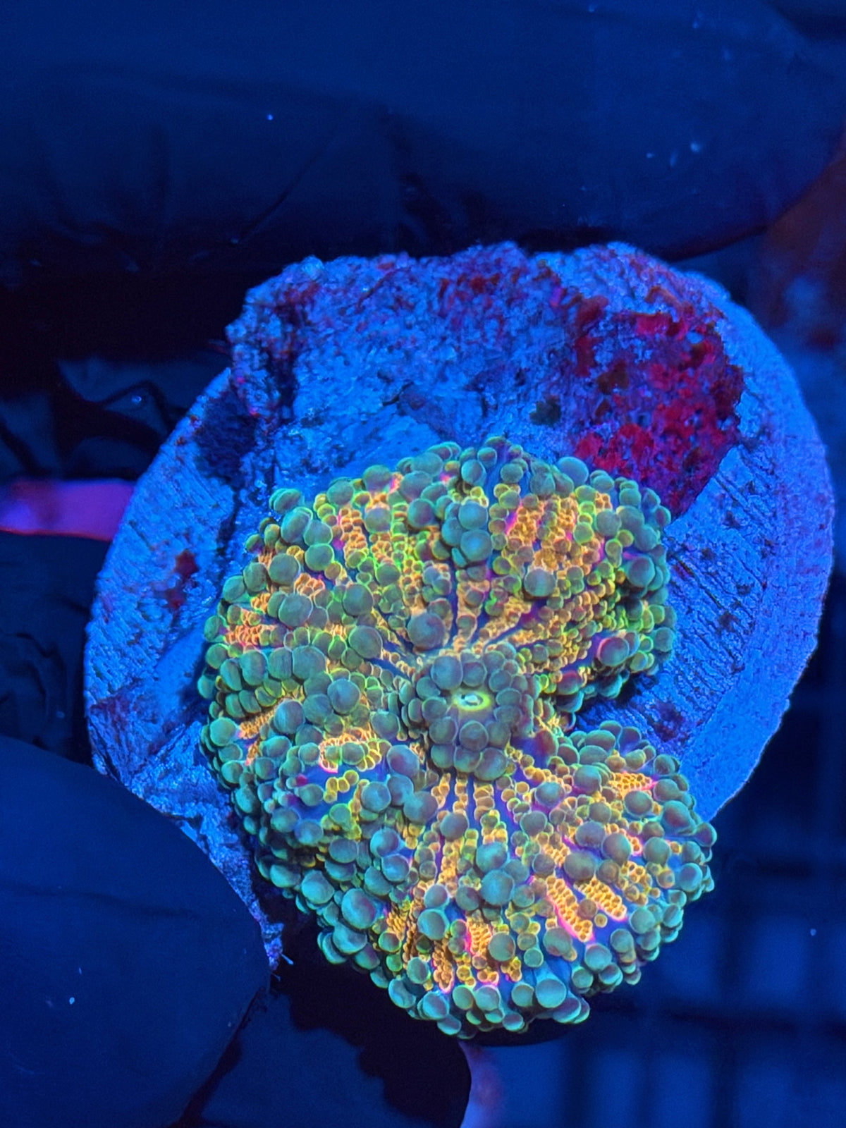 JEA Rainbow Meltdown Yuma Mushroom Coral 9/28