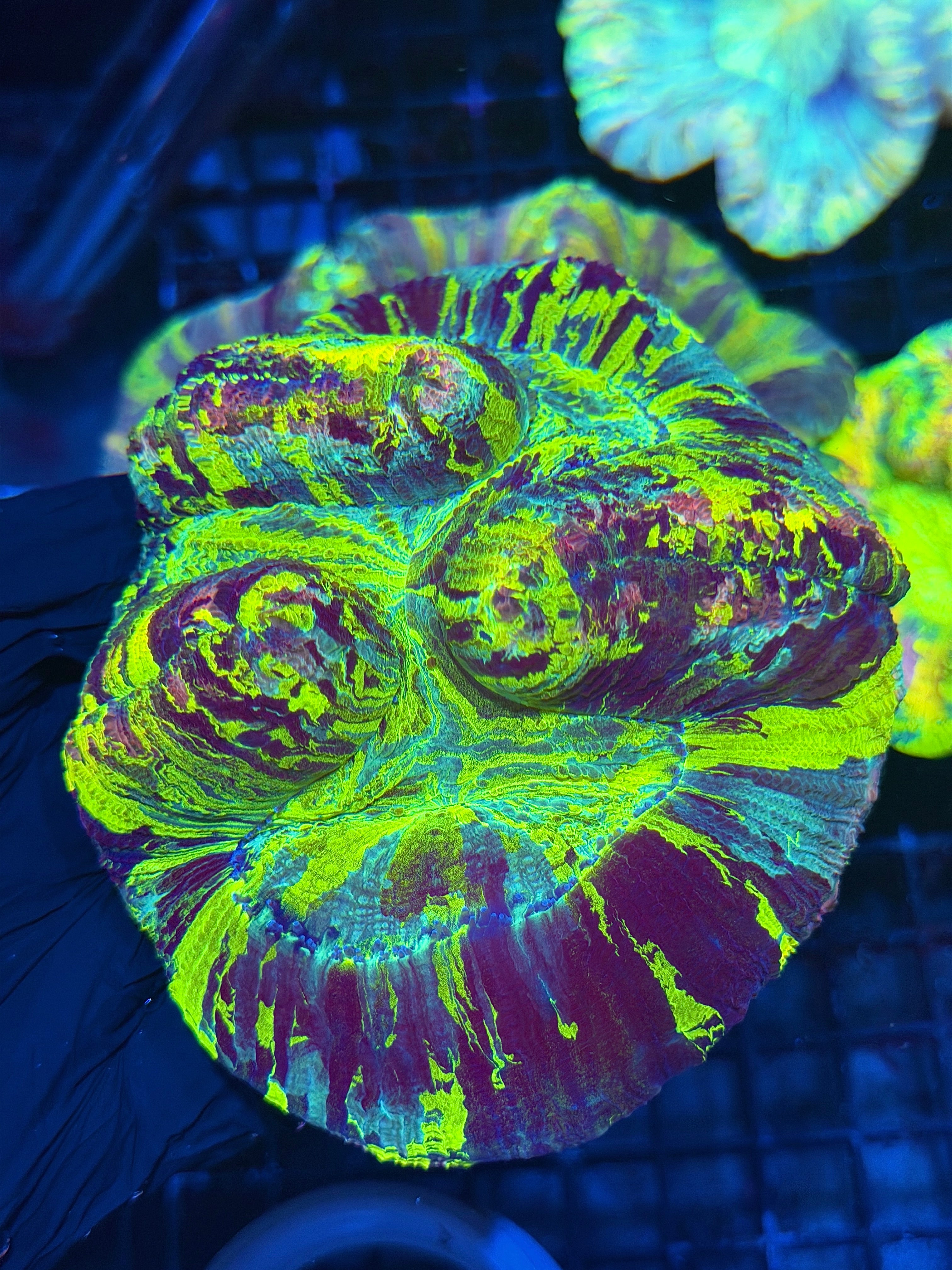 Insanely Bright Toxic Rainbow Trachyphyllia Meat Coral 8/1