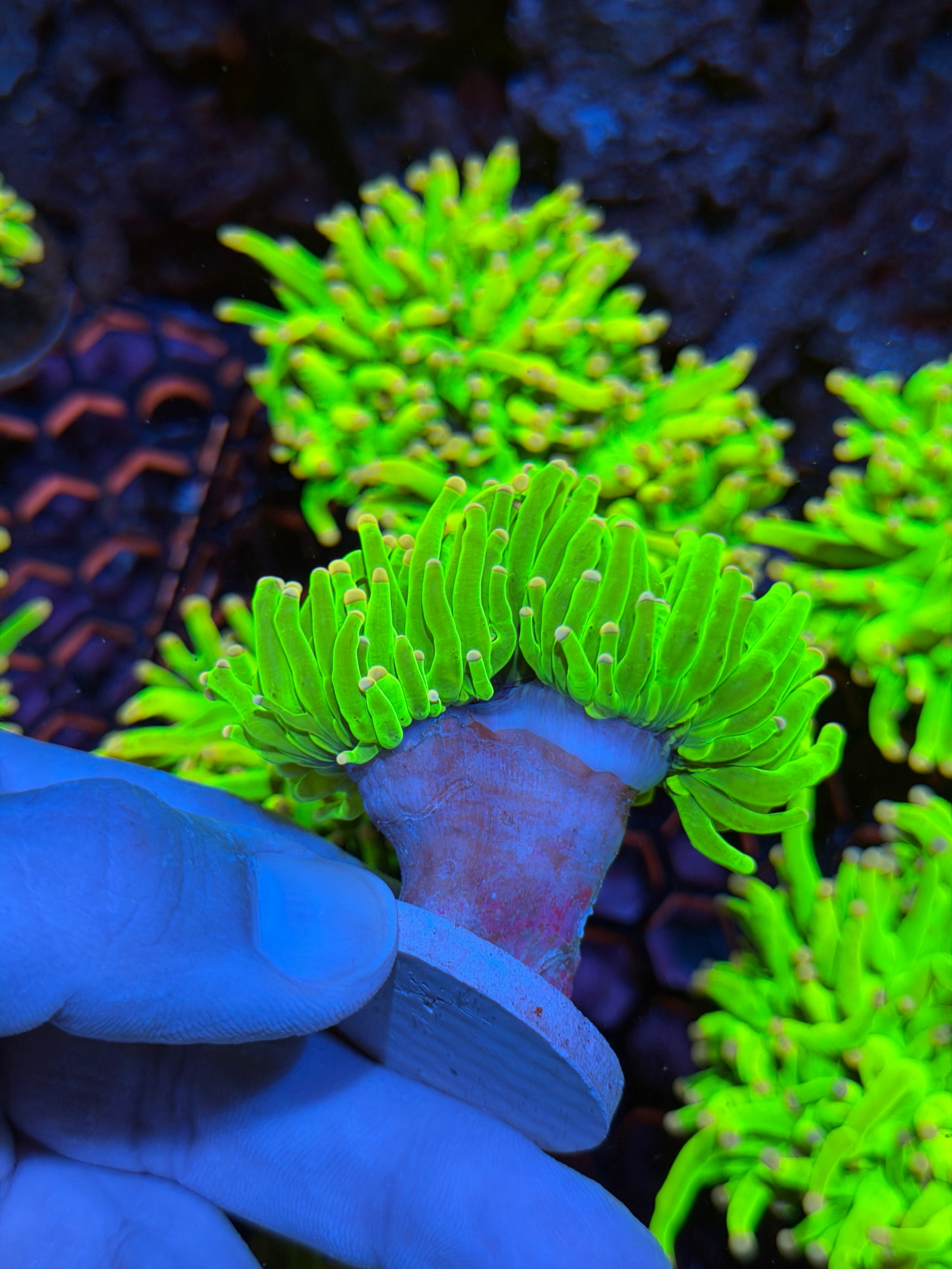 JEA Care Bears Holy Grail Torch Coral 2  Heads XXL 2/25