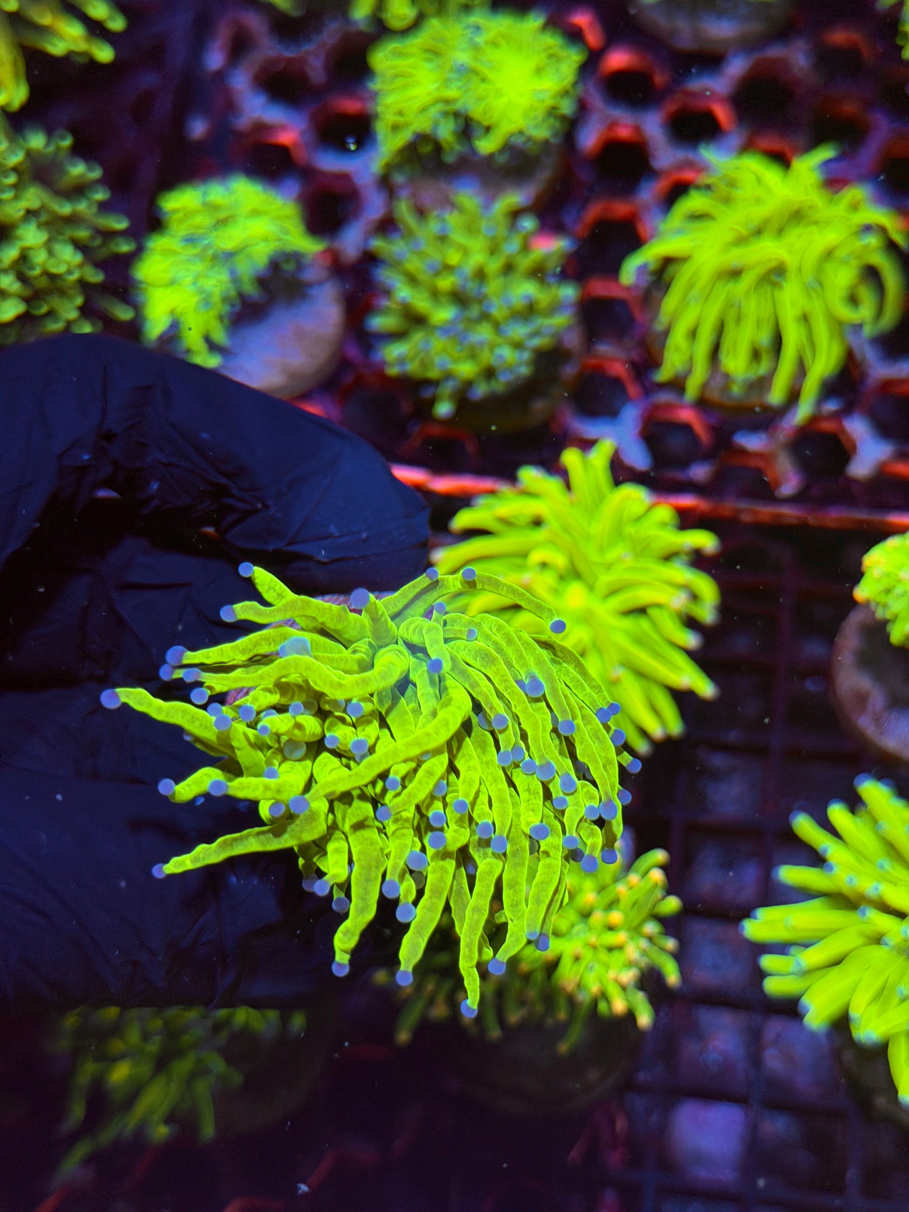 JEA Holy Grail Torch Coral 1 XL Head 8/29
