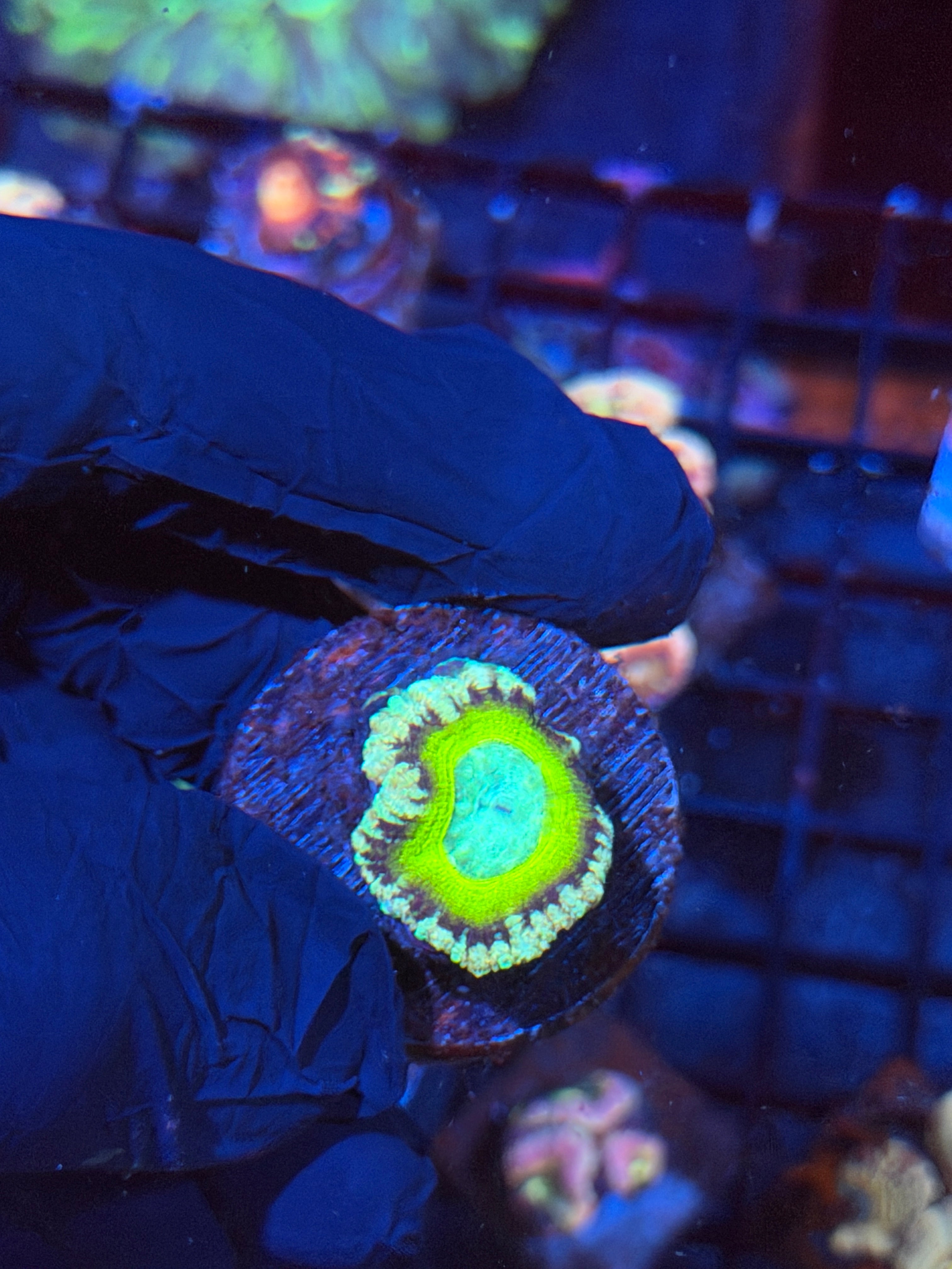JEA Mythical Emperor Asian Acans 1 Head *Last Frag Available*