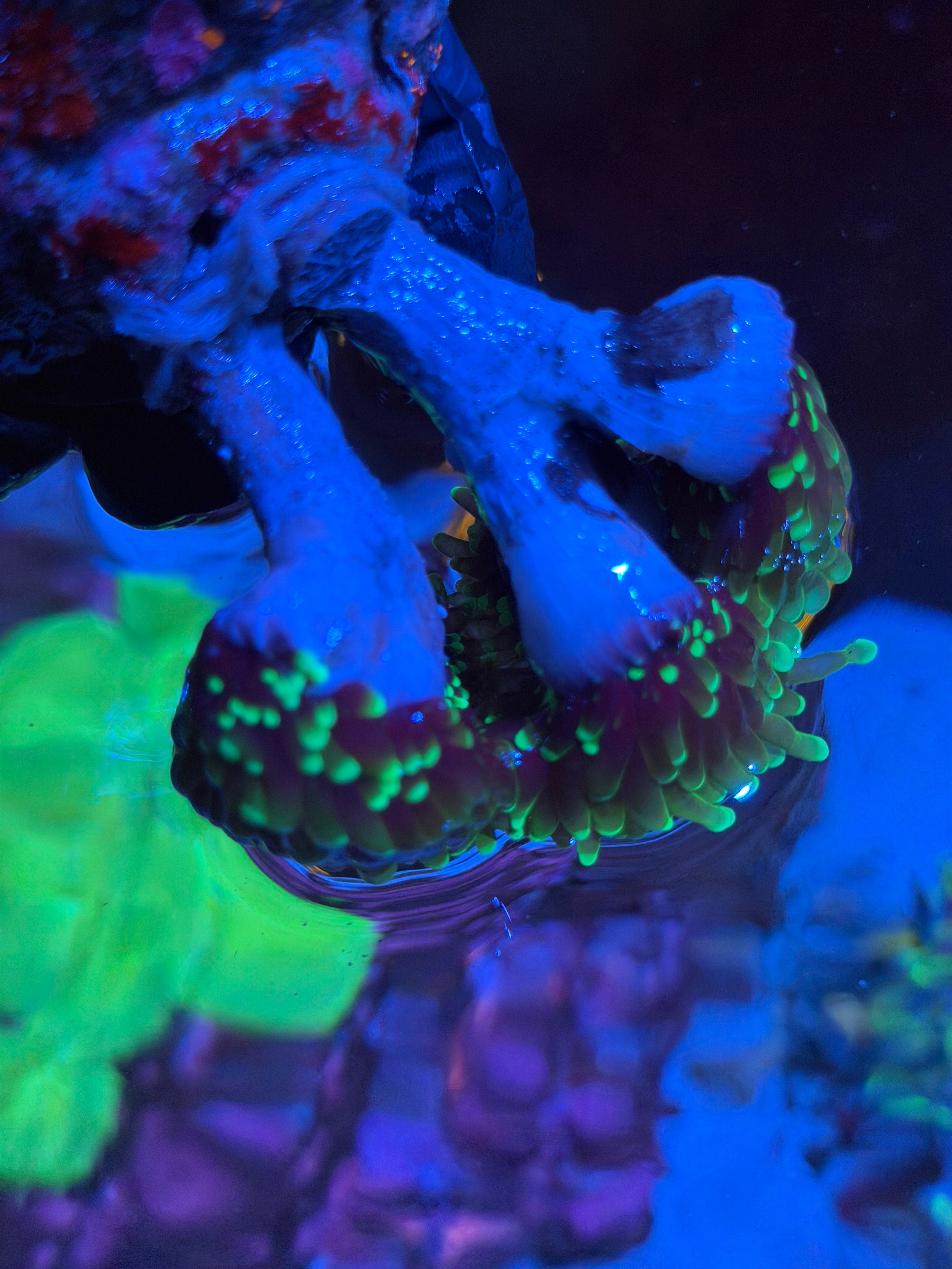 JEA Dragon Soul Torch Coral Colony XL