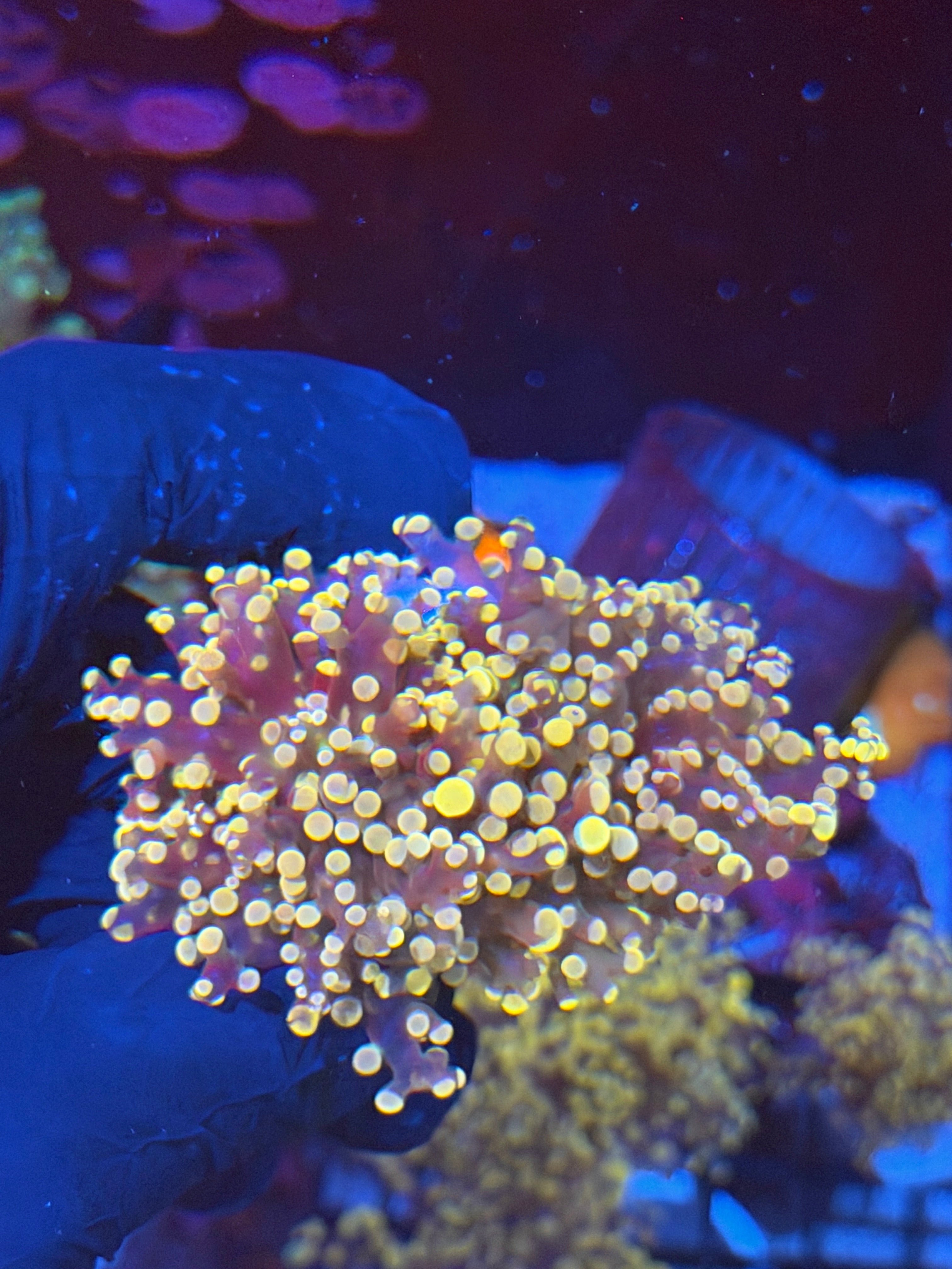JEA Princess Peaxh Frogspawn Splitting 2 Heads XL 7/14