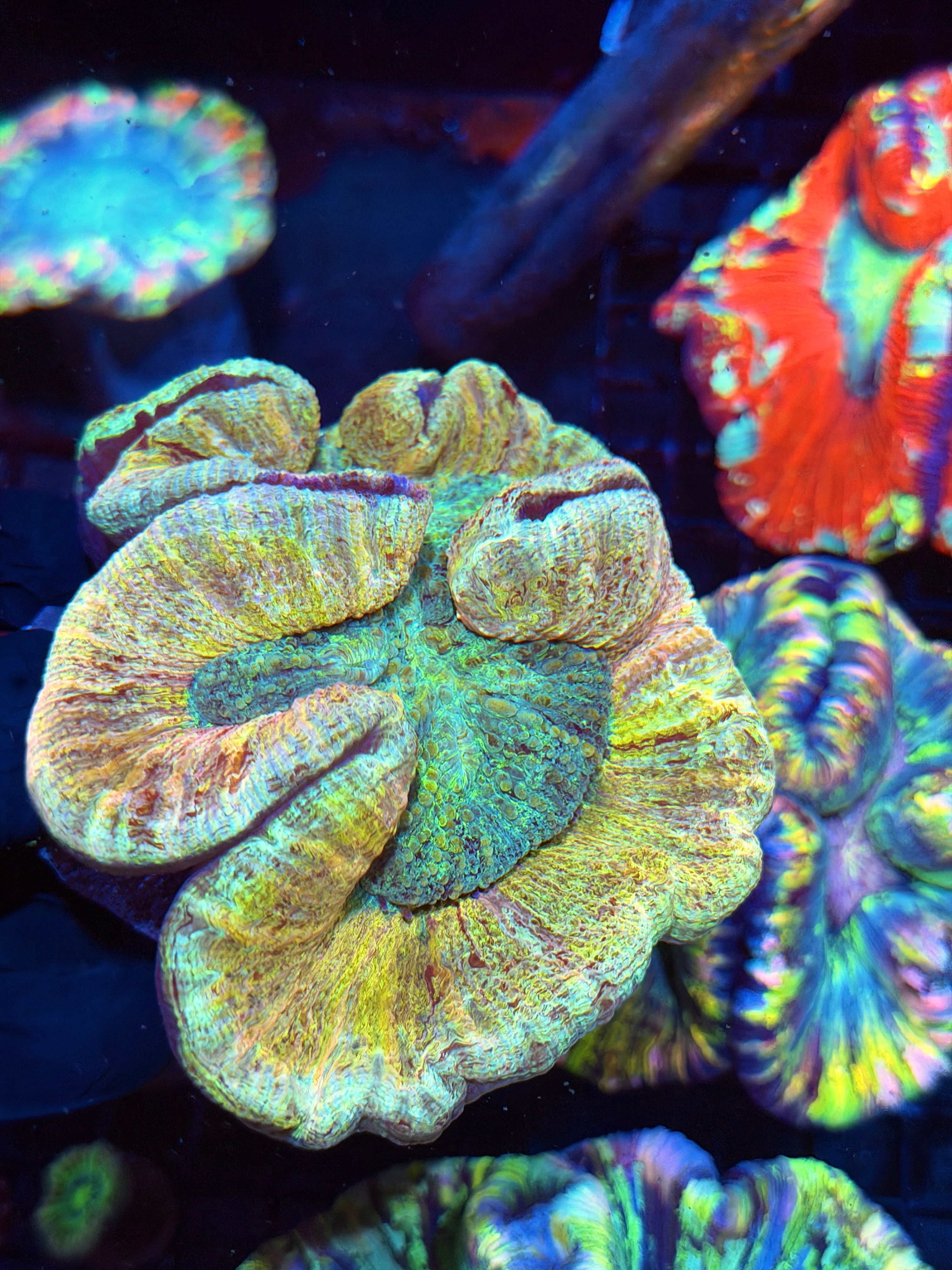 Unique Trachyphyllia Meat Coral XXL Show Size
