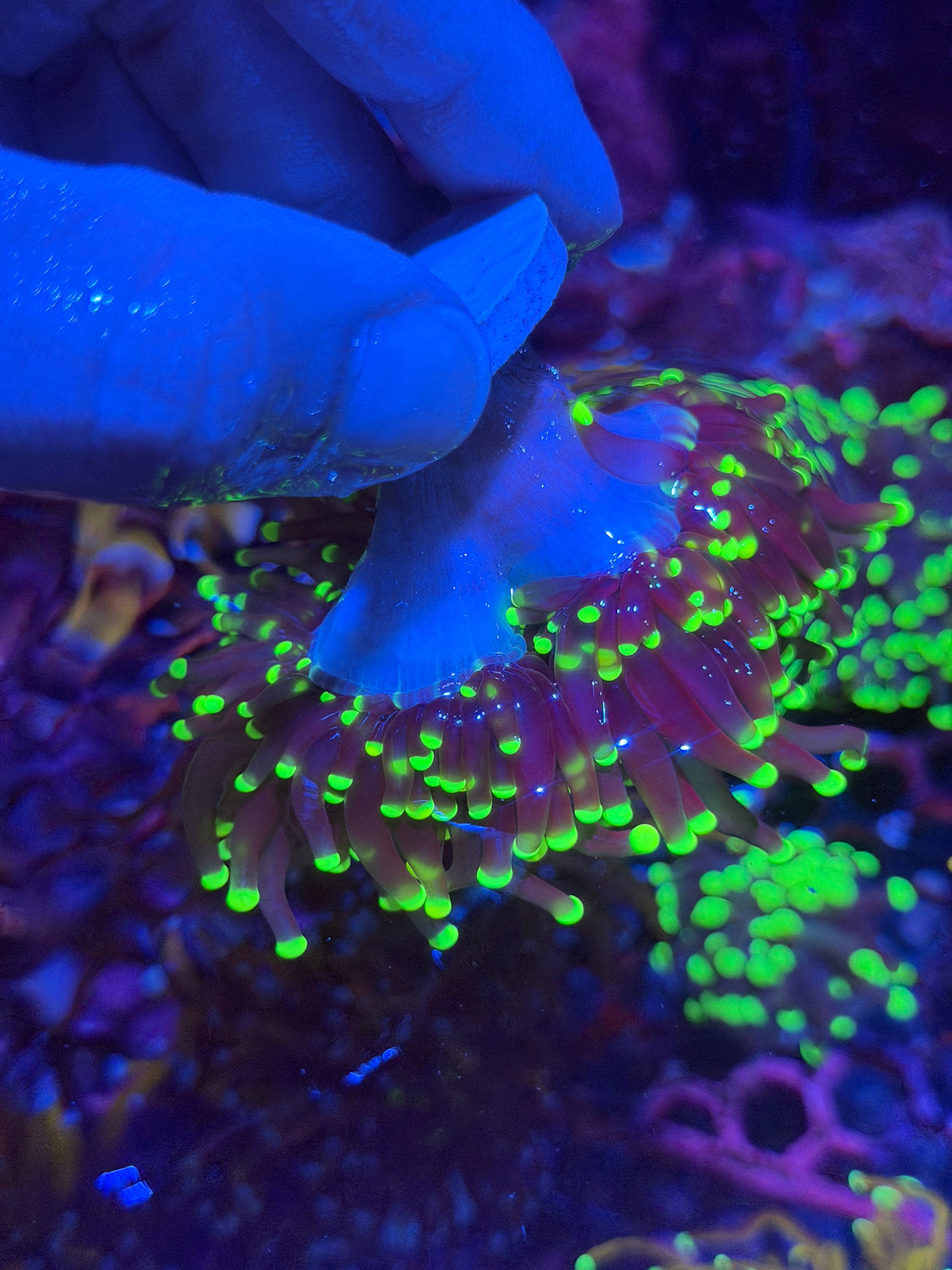 JEA OG Blacklight Torch Coral 2 Heads XL 11/28