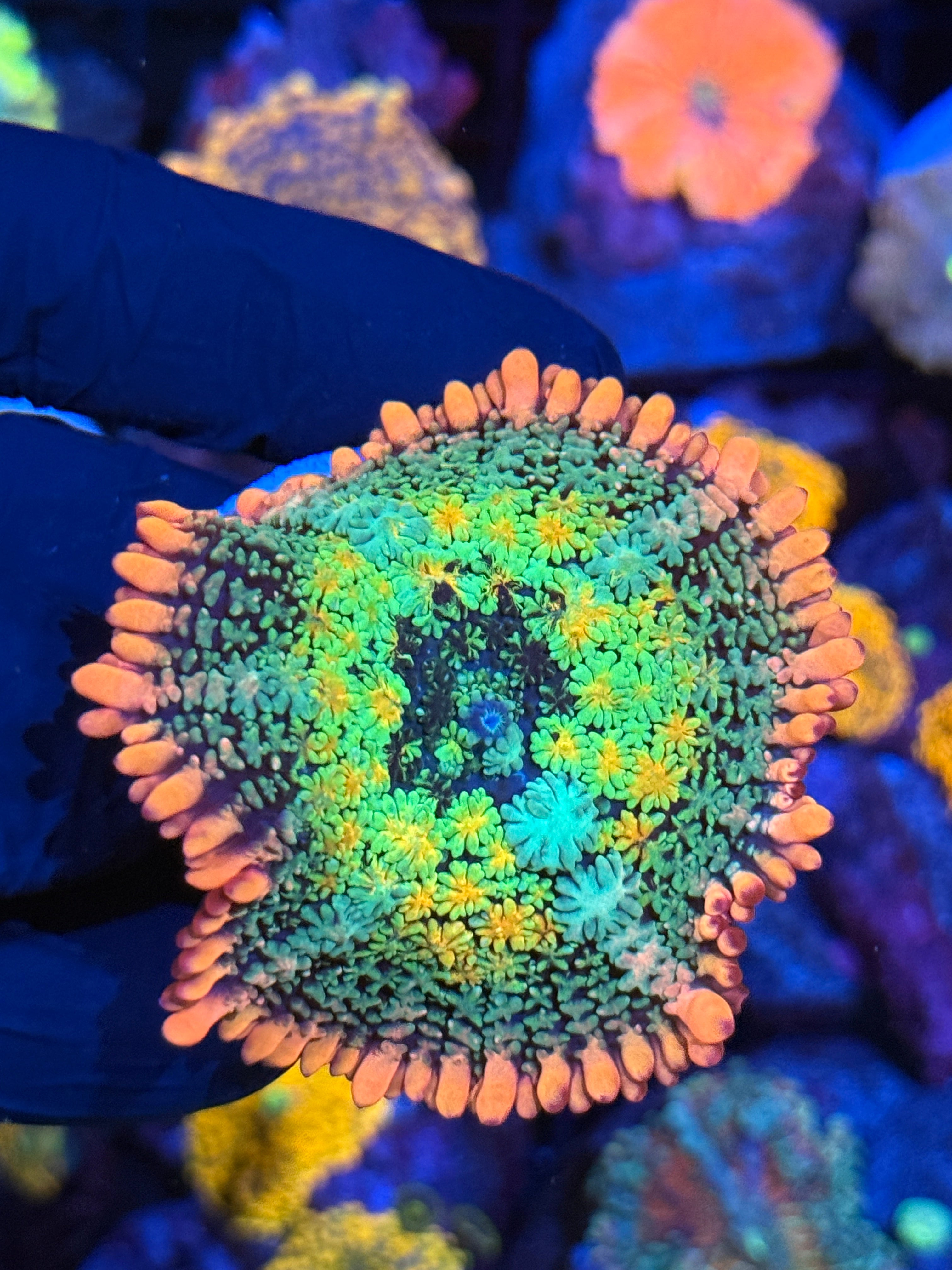 JEA Rainbow Frankenstein Mushroom Coral Insanely Bright XL Fat Skirt