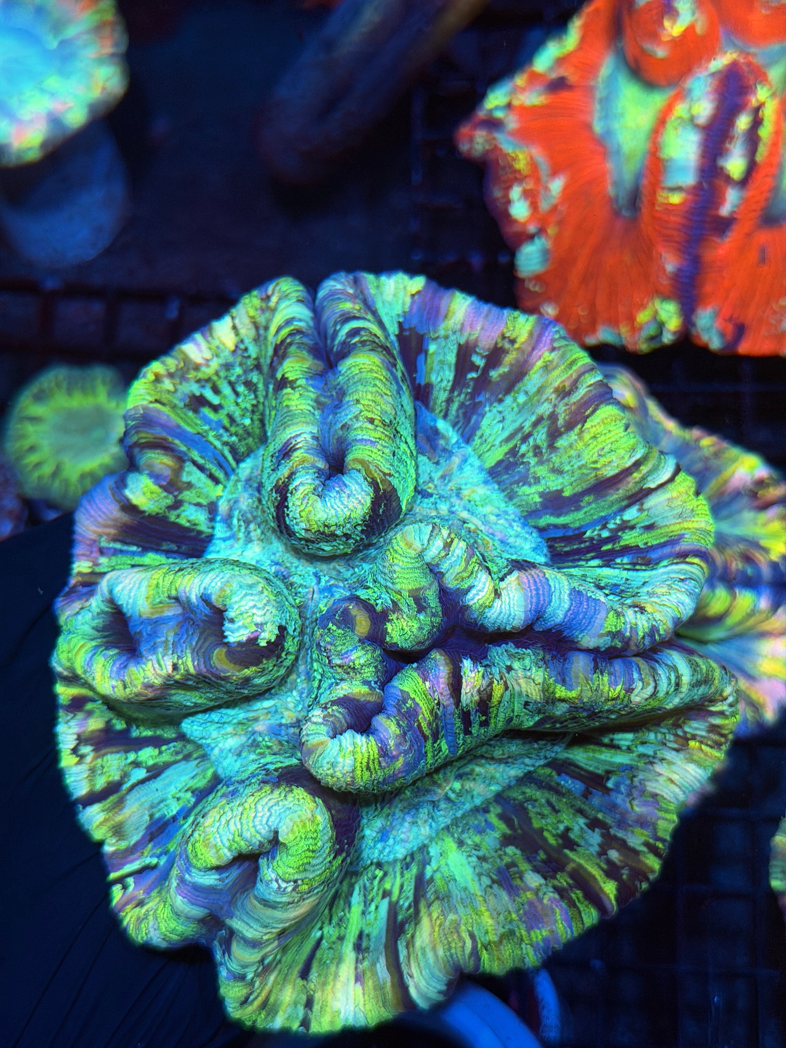 Rainbow Trachyphyllia Meat Coral XL Show Size