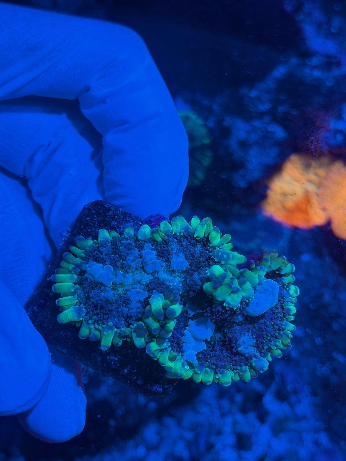 JEA Super Nova Bounce Mushroom Coral XL 10/21