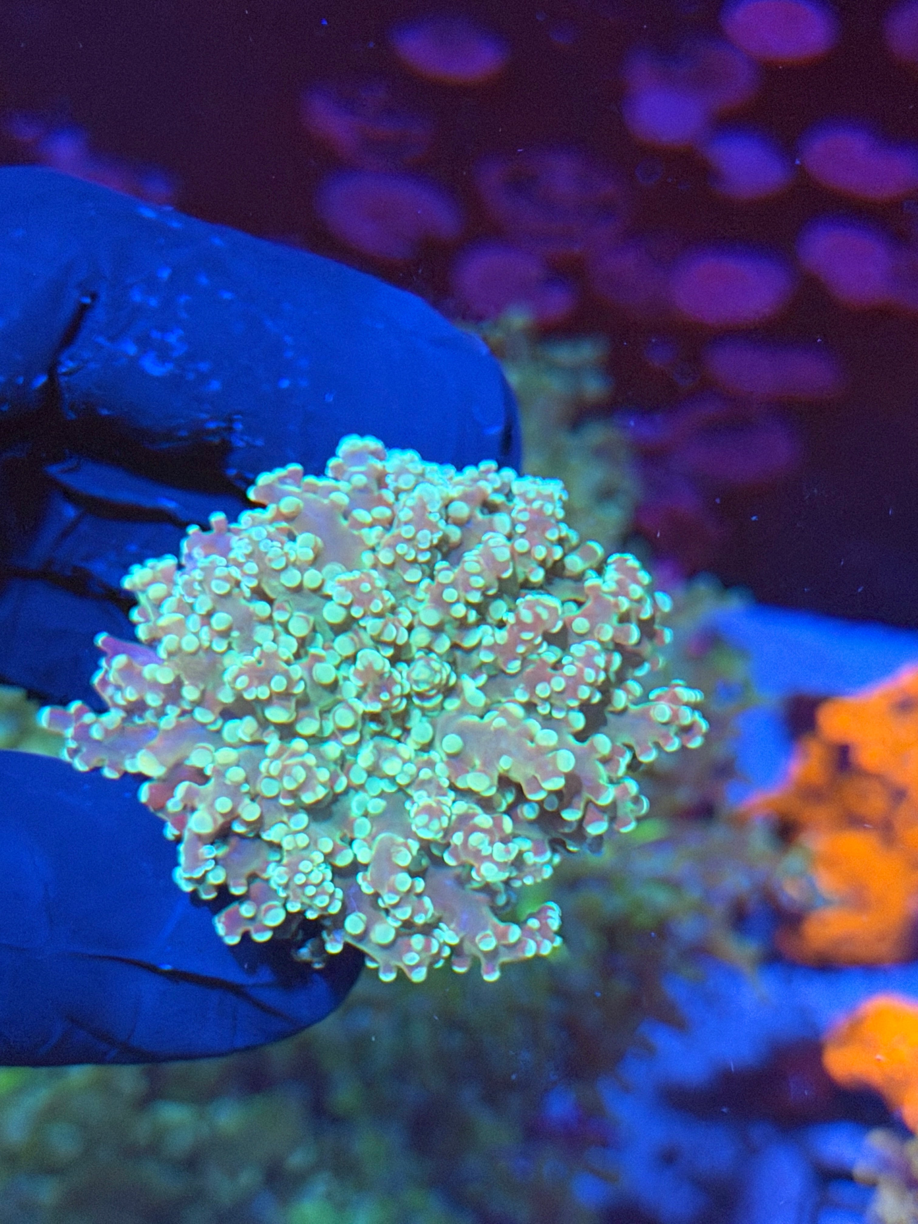 JEA Sour Apple Frogspawn Coral 1 Heads XL 7/14