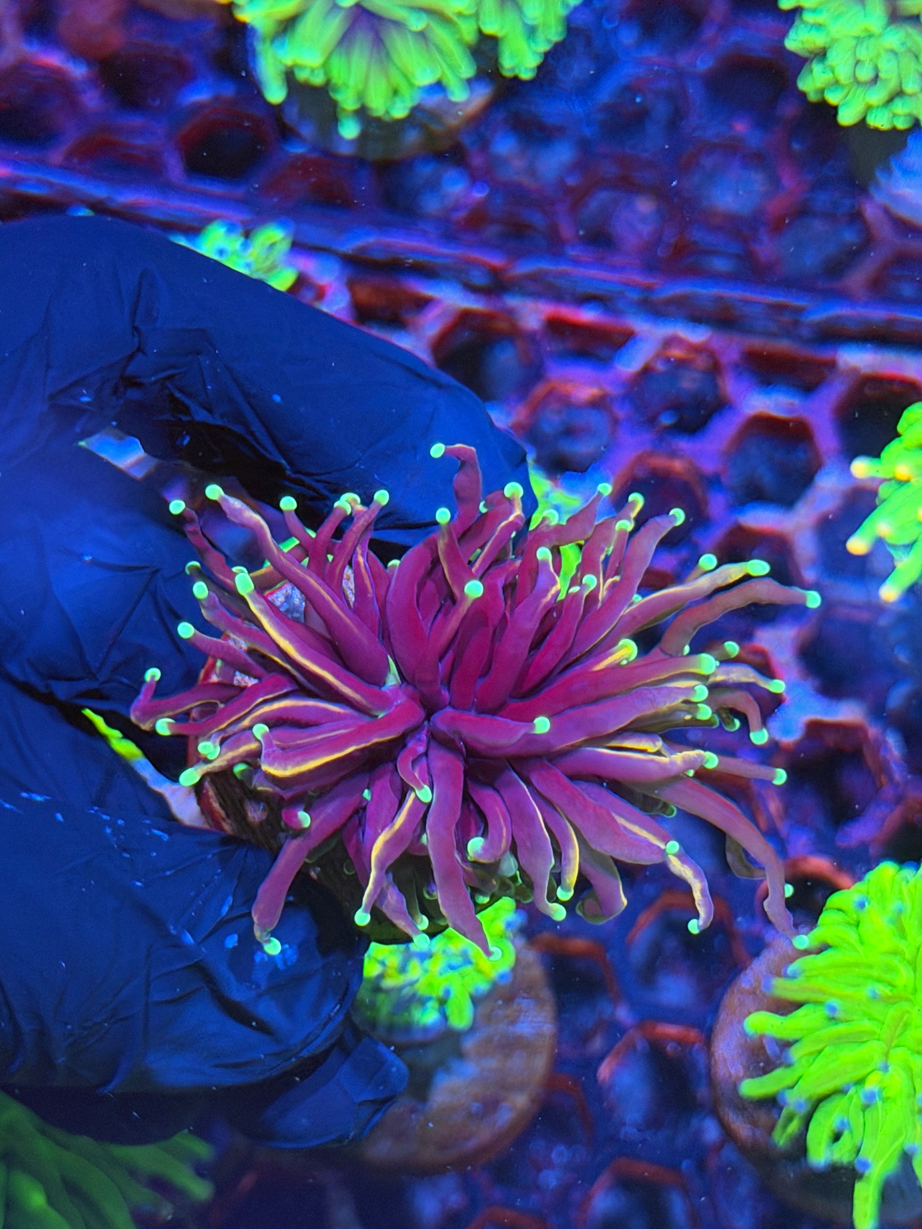 JEA Frostbite Torch Coral 1 Head 8/28