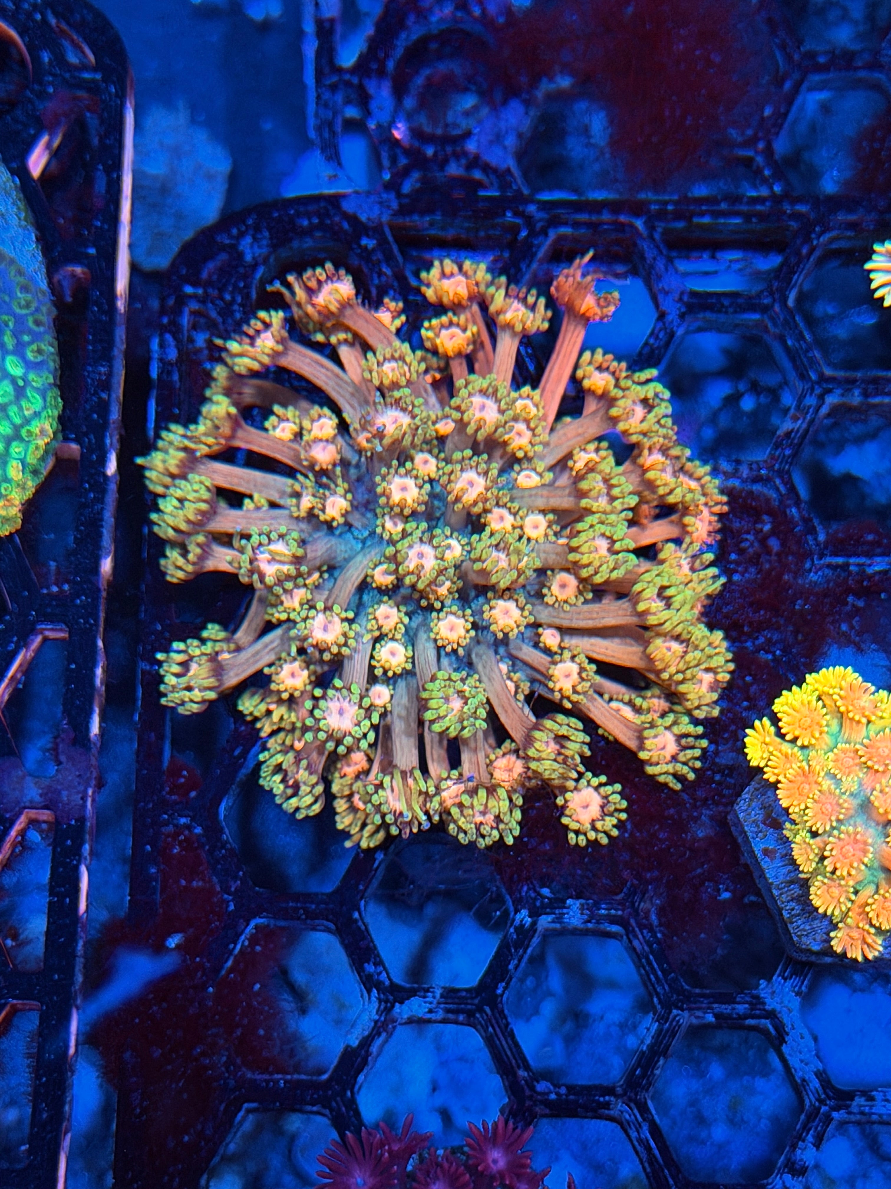 JEA Flareon Goniopora Coral Mini Colony XL