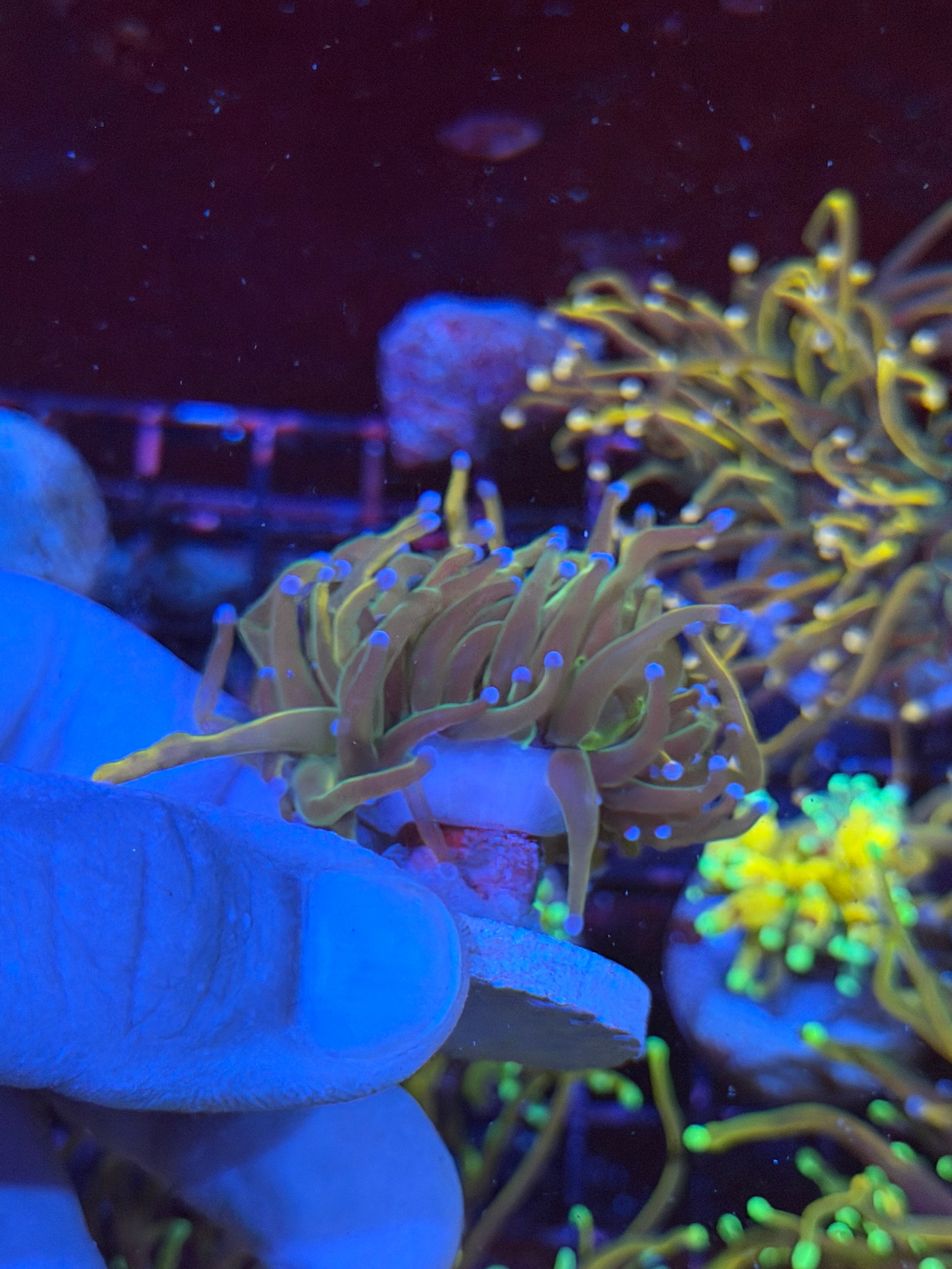 JEA Shiny Dragon Tamer Torch Coral 2 Heads Splitting